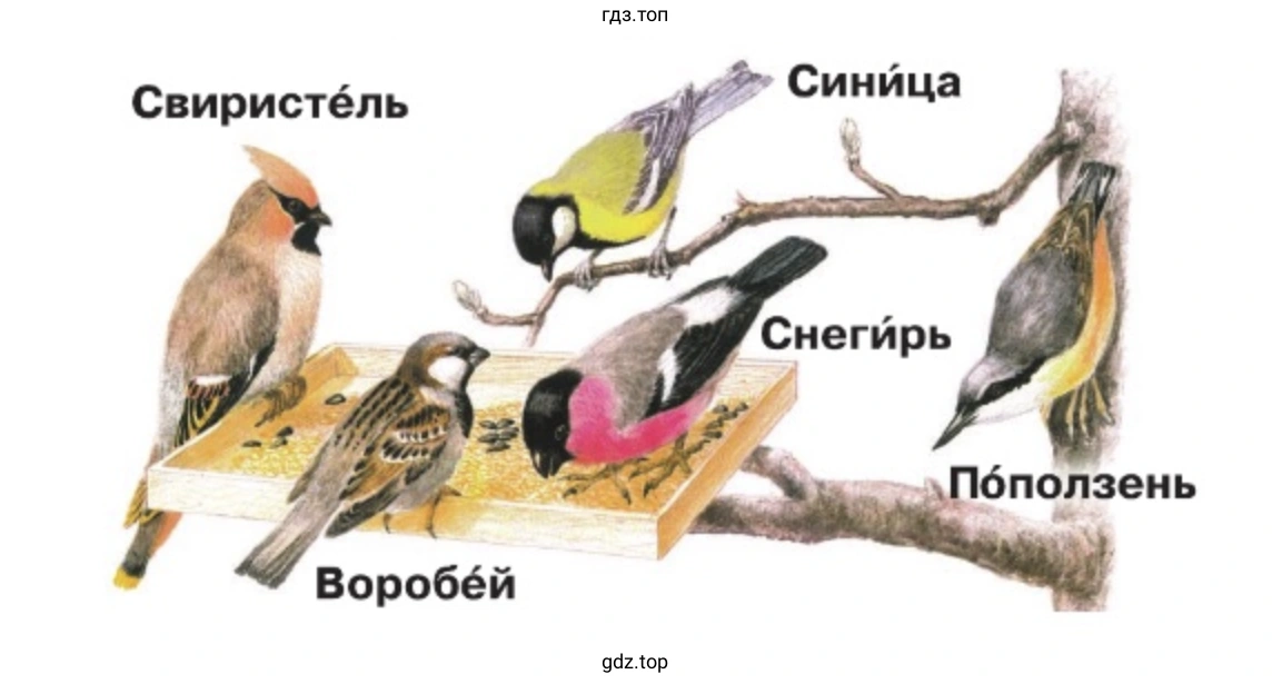 Рассмотрите птиц на рисунке