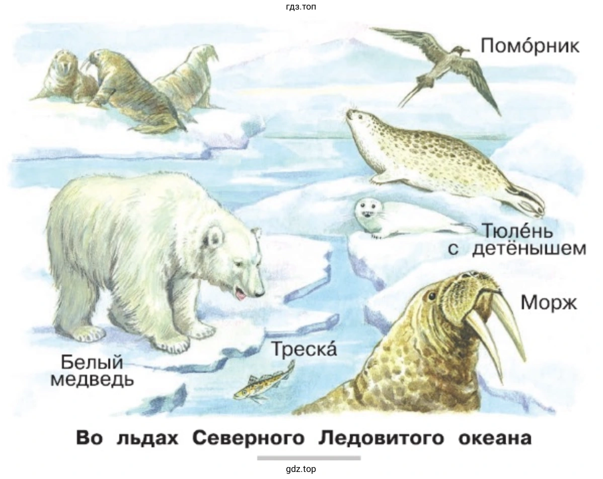 Во льдах Северного Ледовитого океана