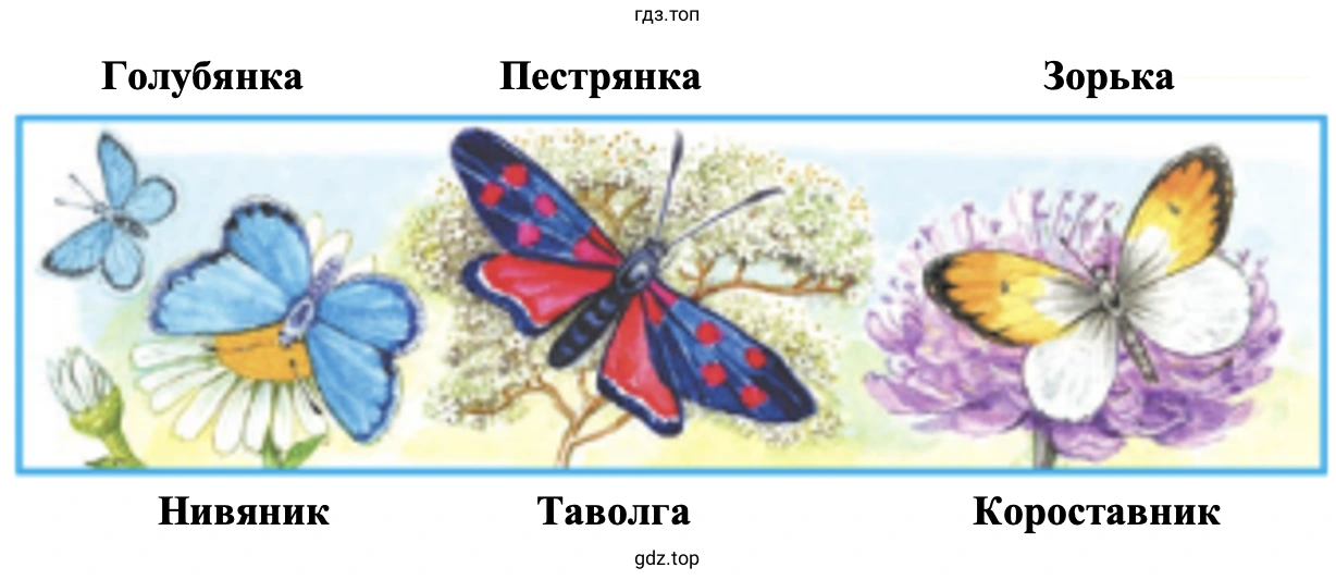 Определите цветы и бабочек, которые изображены на рисунке