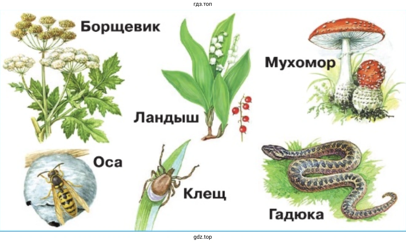 А на этом рисунке вы видите растения, гриб, животных, которые могут быть опасны