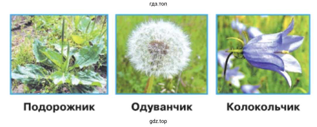 Подорожник Одуванчик Колокольчик