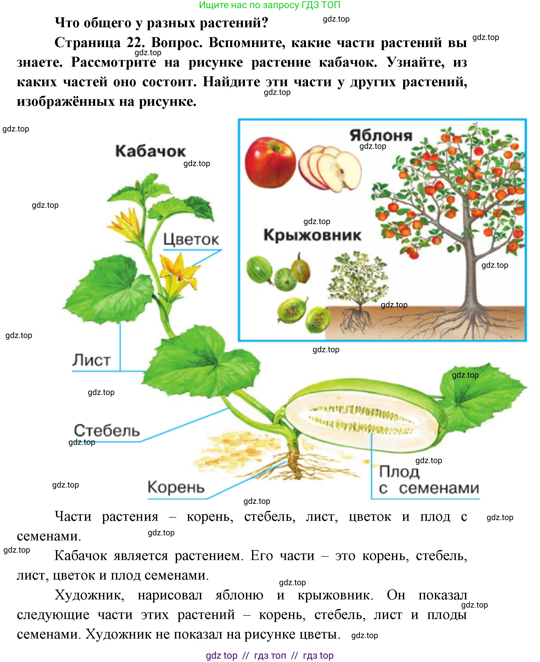 Окружающий мир, 1 класс Учебник, автор: Плешаков Андрей Анатольевич, издательство Просвещение, Москва, 2023, белого цвета, Часть 1, страница 22, Решение 2
