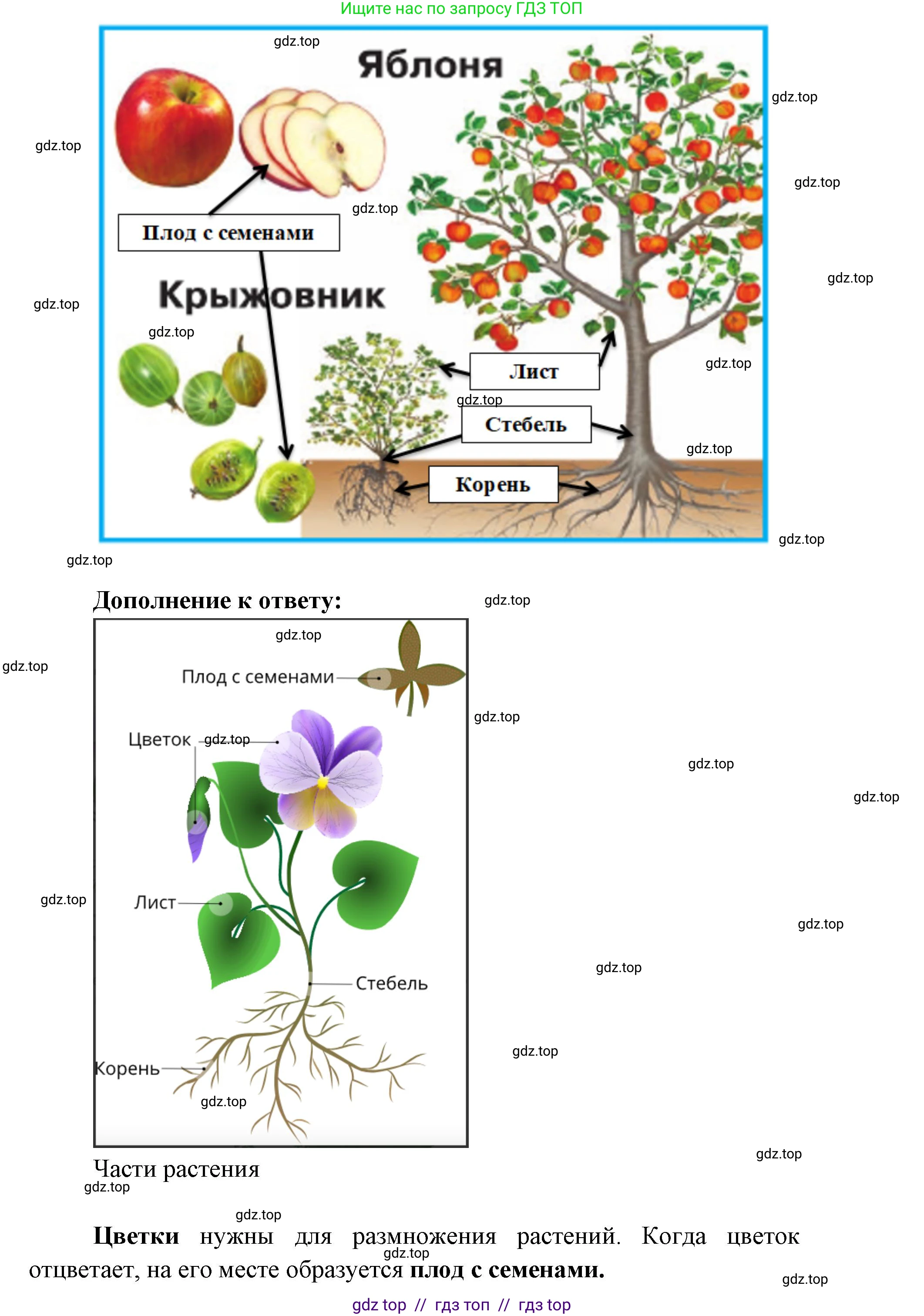 Окружающий мир, 1 класс Учебник, автор: Плешаков Андрей Анатольевич, издательство Просвещение, Москва, 2023, белого цвета, Часть 1, страница 22, Решение 2 (продолжение 2)