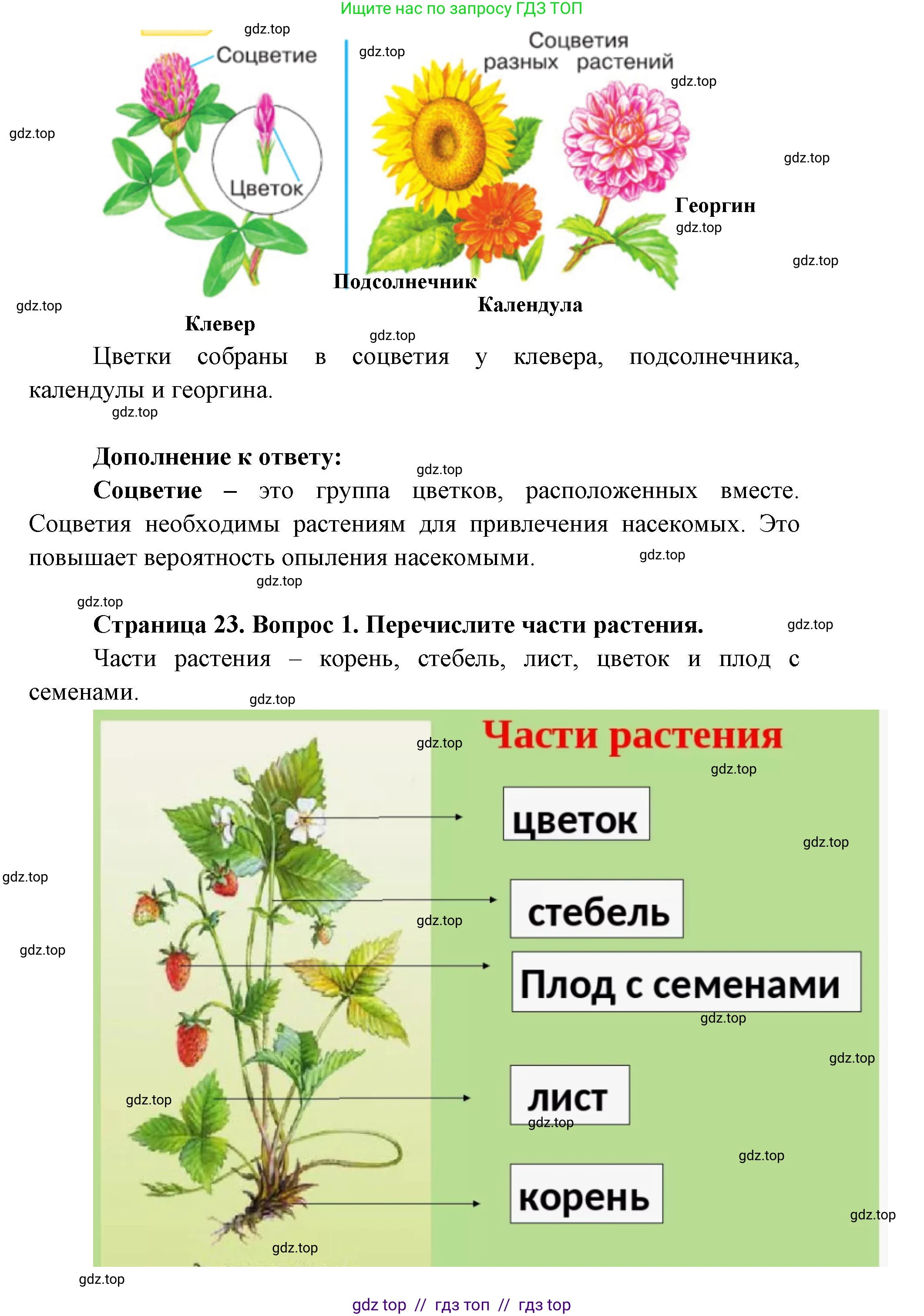 Окружающий мир, 1 класс Учебник, автор: Плешаков Андрей Анатольевич, издательство Просвещение, Москва, 2023, белого цвета, Часть 1, страница 22, Решение 2 (продолжение 4)