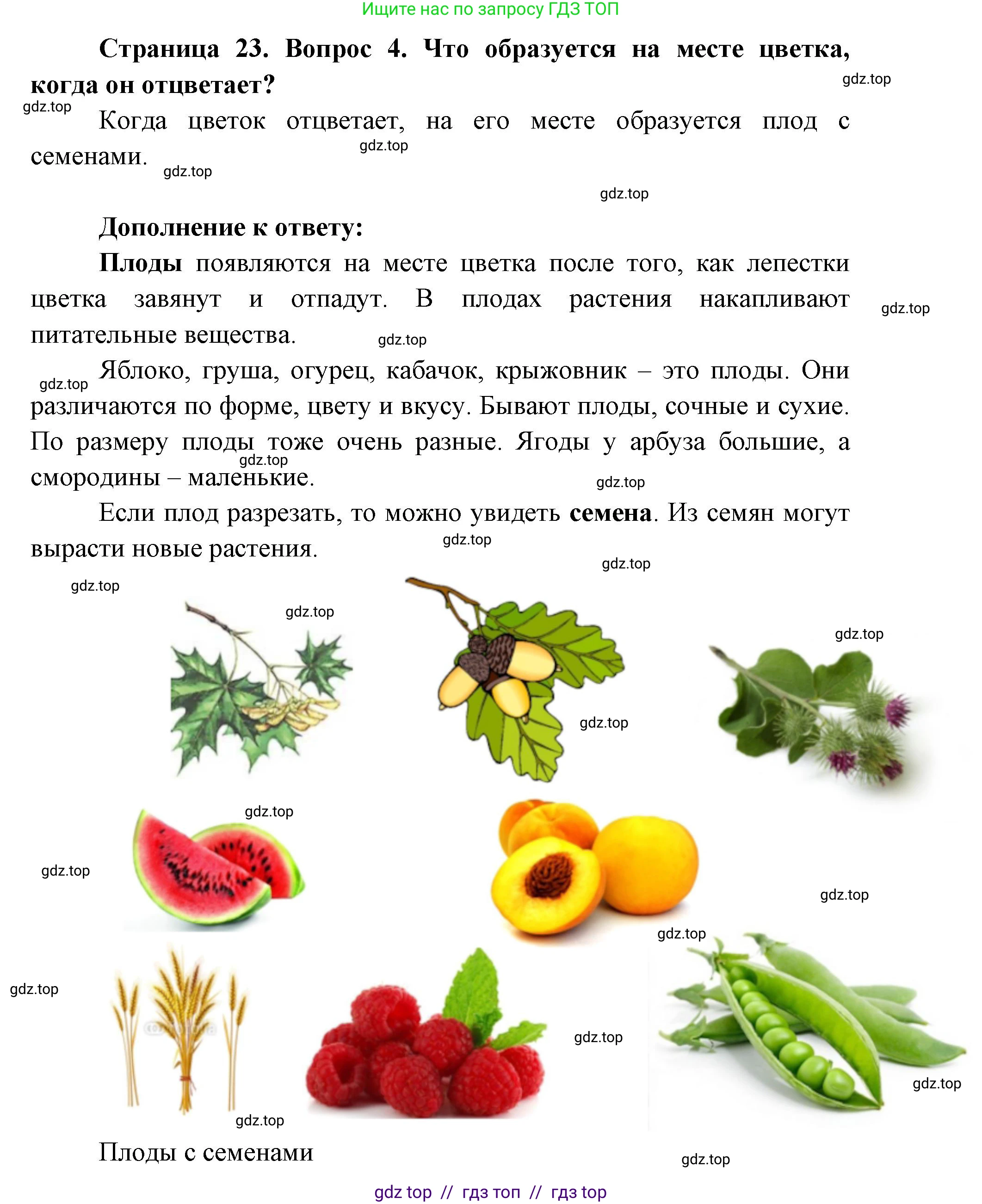 Окружающий мир, 1 класс Учебник, автор: Плешаков Андрей Анатольевич, издательство Просвещение, Москва, 2023, белого цвета, Часть 1, страница 22, Решение 2 (продолжение 6)