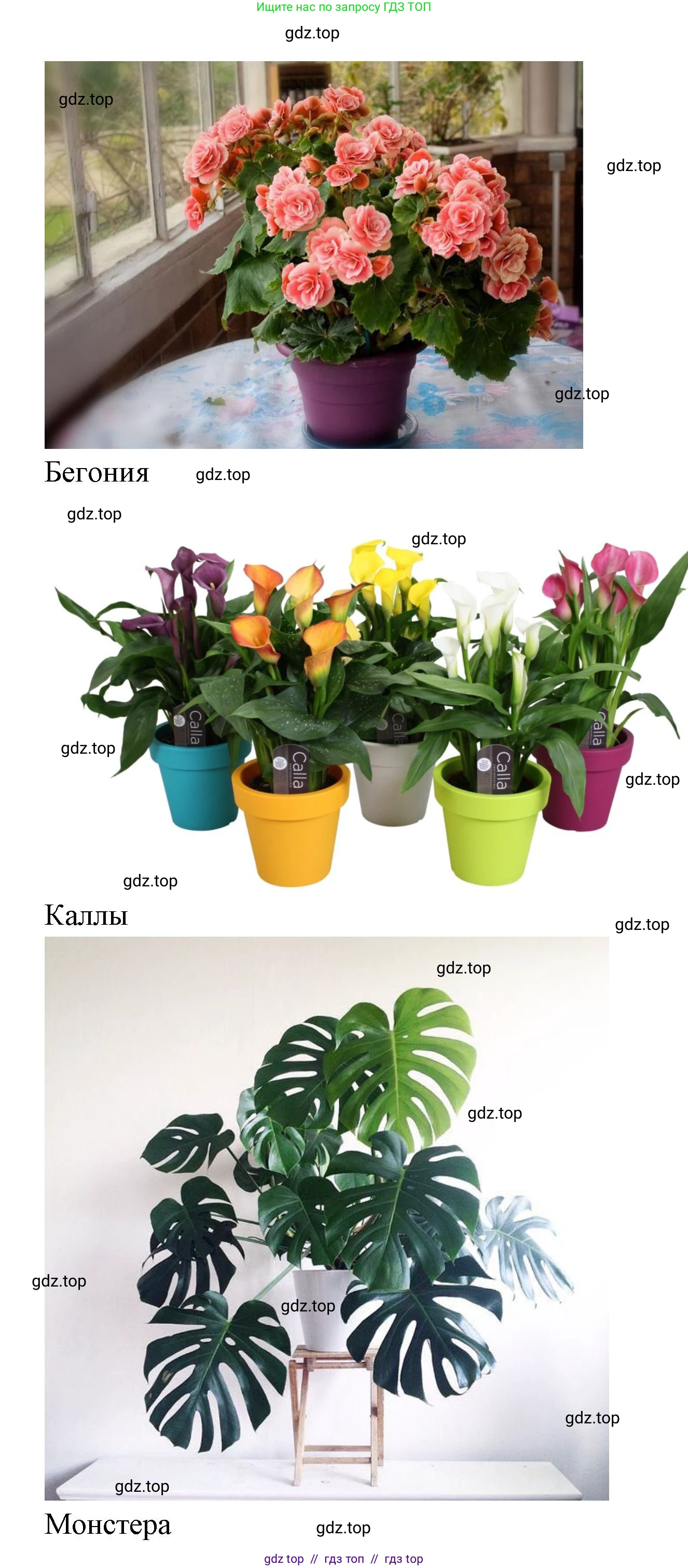 Окружающий мир, 1 класс Учебник, автор: Плешаков Андрей Анатольевич, издательство Просвещение, Москва, 2023, белого цвета, Часть 1, страница 24, Решение 2 (продолжение 6)