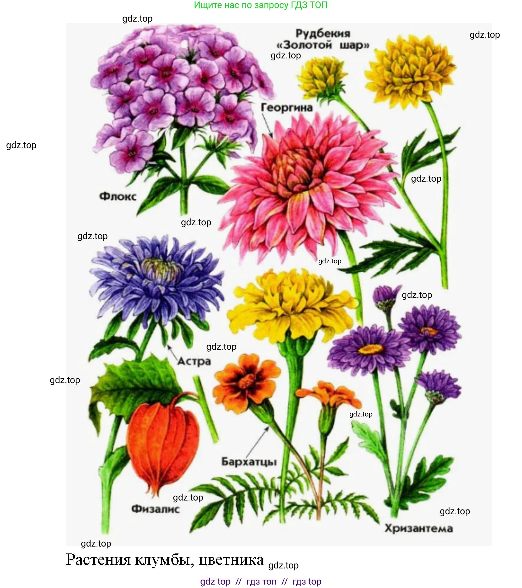 Окружающий мир, 1 класс Учебник, автор: Плешаков Андрей Анатольевич, издательство Просвещение, Москва, 2023, белого цвета, Часть 1, страница 26, Решение 2 (продолжение 6)