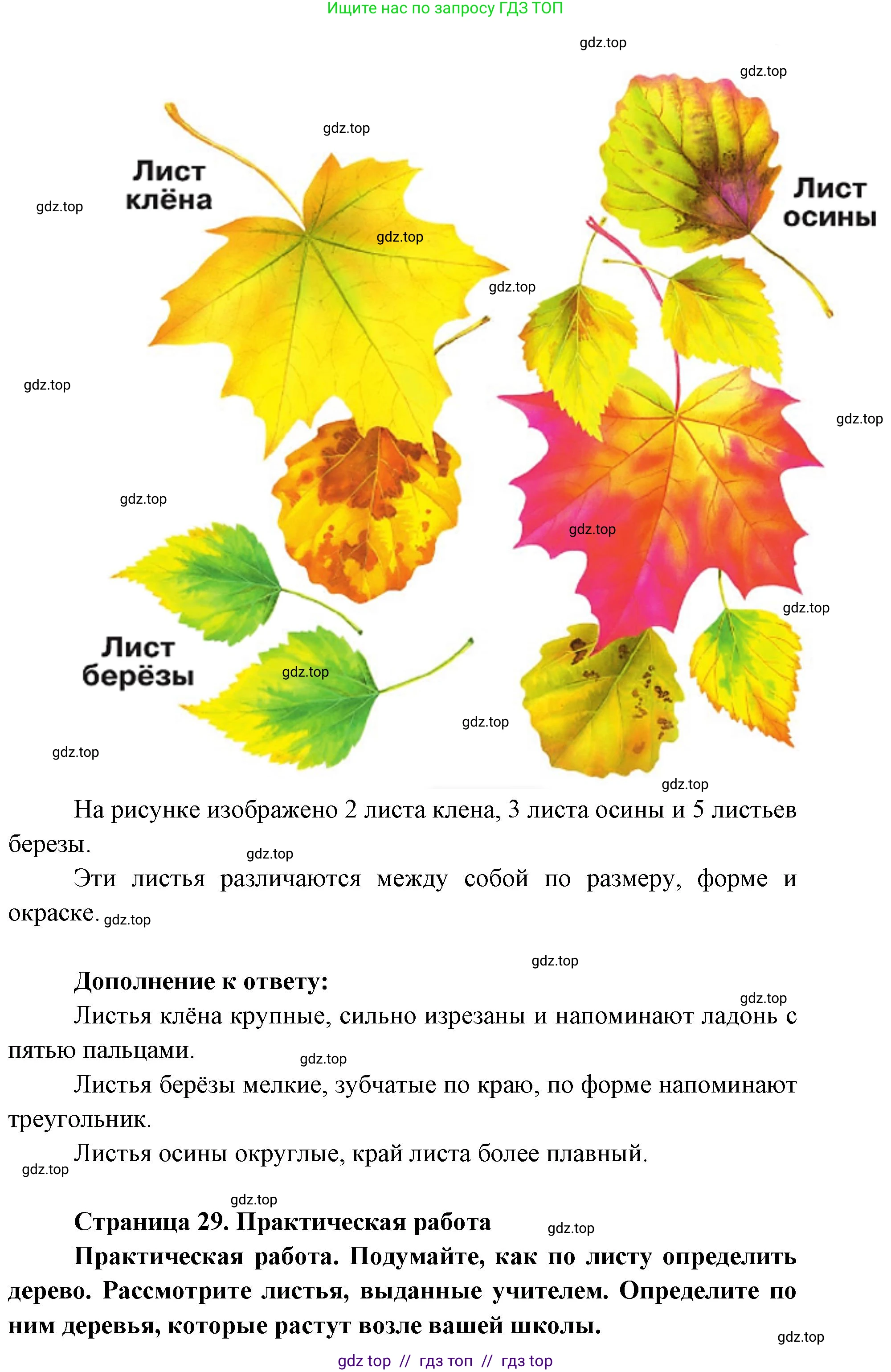 Окружающий мир, 1 класс Учебник, автор: Плешаков Андрей Анатольевич, издательство Просвещение, Москва, 2023, белого цвета, Часть 1, страница 28, Решение 2 (продолжение 2)