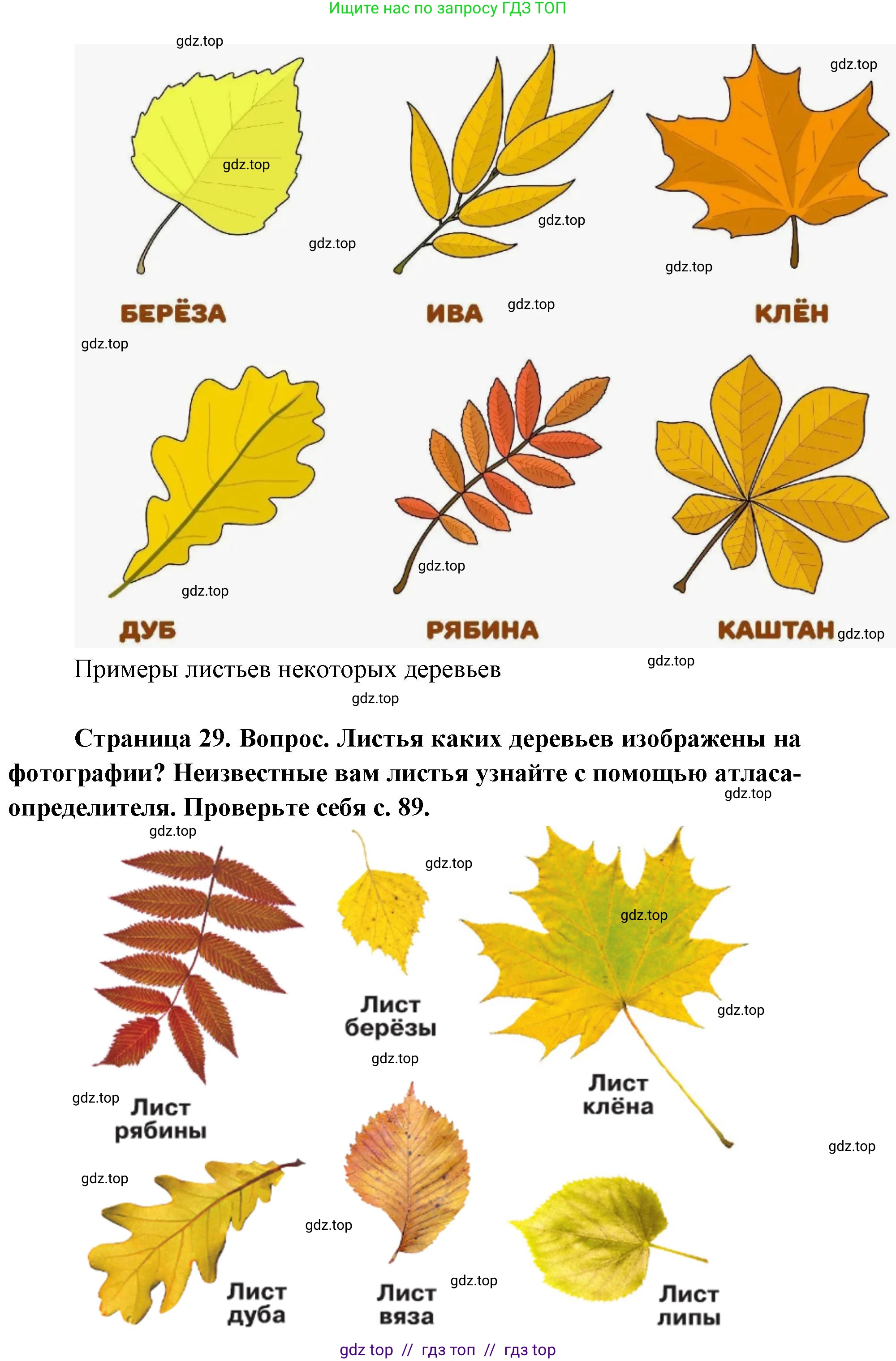 Окружающий мир, 1 класс Учебник, автор: Плешаков Андрей Анатольевич, издательство Просвещение, Москва, 2023, белого цвета, Часть 1, страница 28, Решение 2 (продолжение 4)