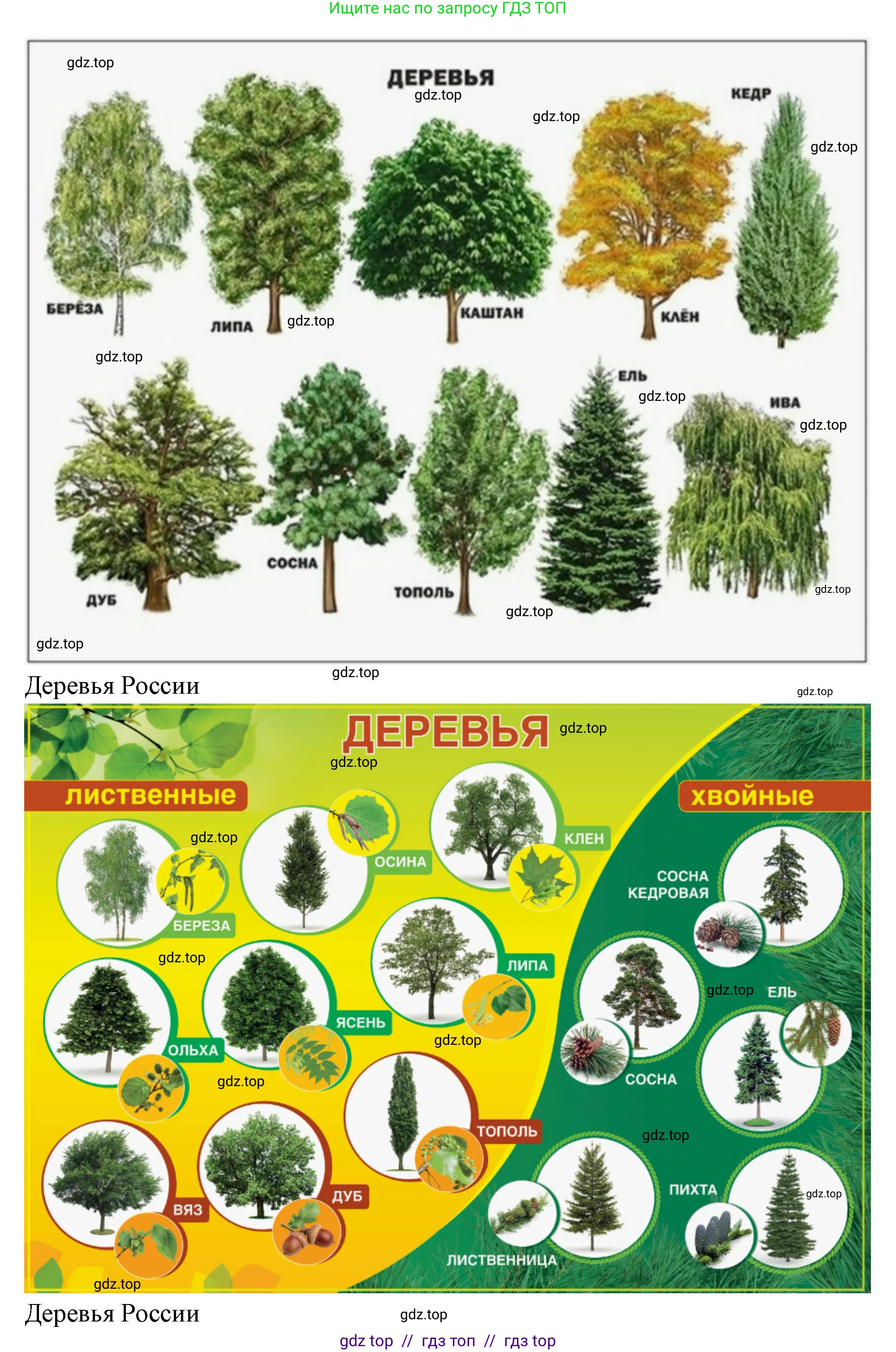 Окружающий мир, 1 класс Учебник, автор: Плешаков Андрей Анатольевич, издательство Просвещение, Москва, 2023, белого цвета, Часть 1, страница 28, Решение 2 (продолжение 7)
