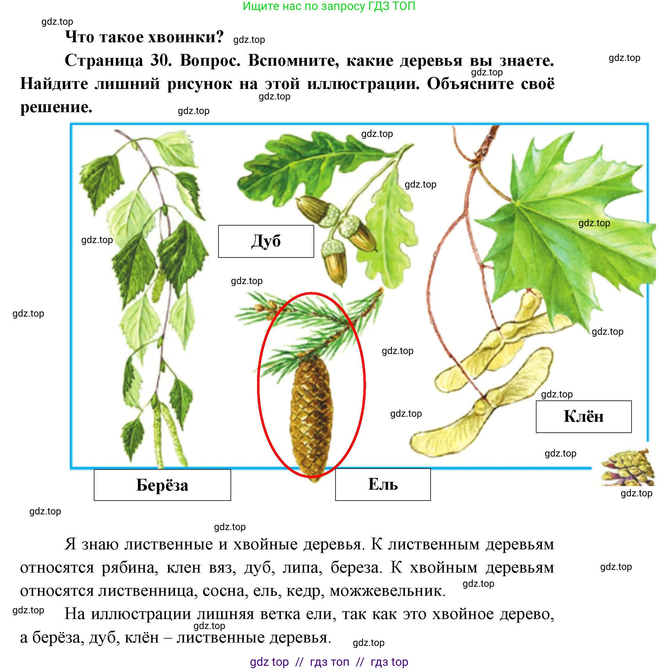Окружающий мир, 1 класс Учебник, автор: Плешаков Андрей Анатольевич, издательство Просвещение, Москва, 2023, белого цвета, Часть 1, страница 30, Решение 2