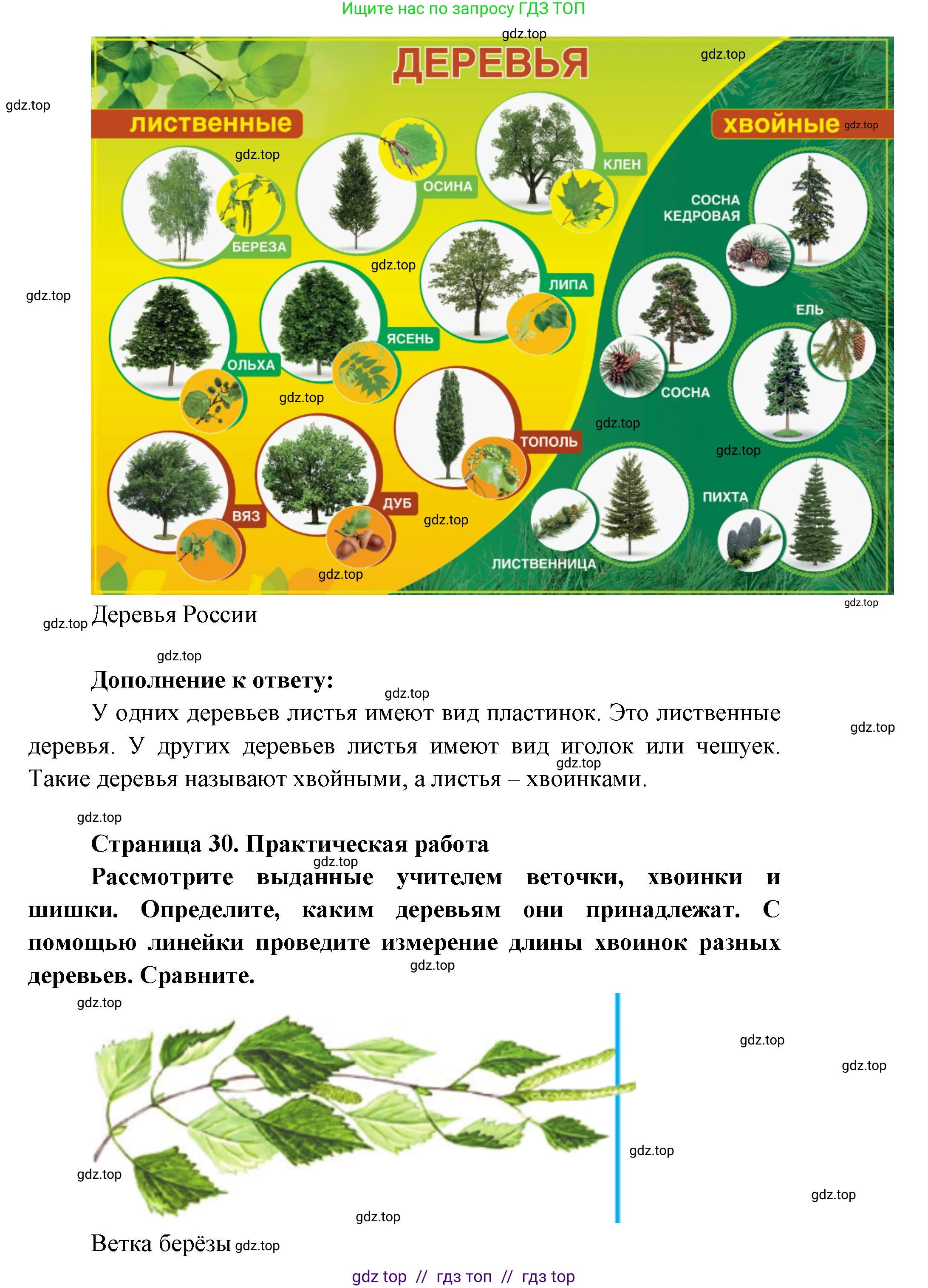 Окружающий мир, 1 класс Учебник, автор: Плешаков Андрей Анатольевич, издательство Просвещение, Москва, 2023, белого цвета, Часть 1, страница 30, Решение 2 (продолжение 2)