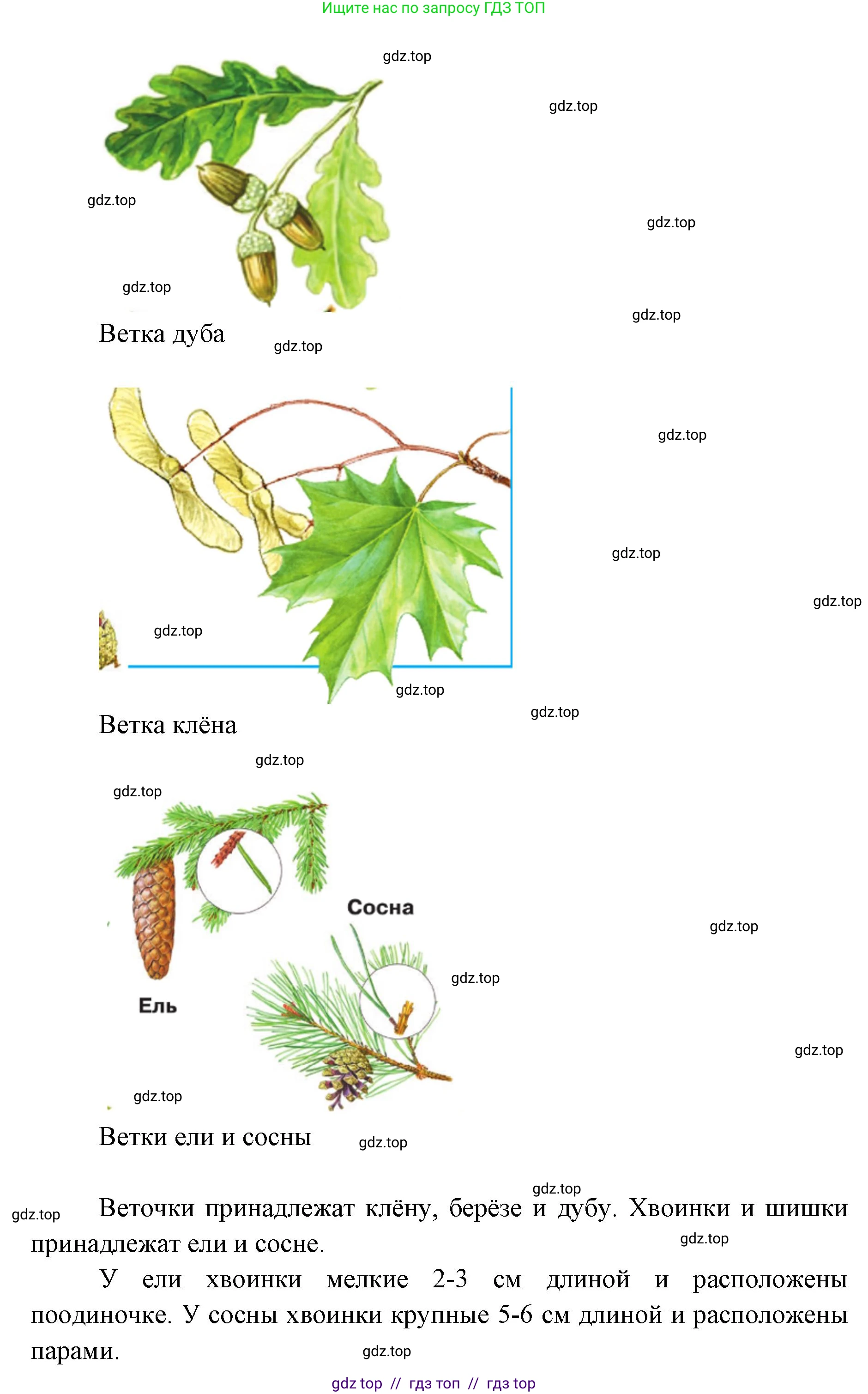Окружающий мир, 1 класс Учебник, автор: Плешаков Андрей Анатольевич, издательство Просвещение, Москва, 2023, белого цвета, Часть 1, страница 30, Решение 2 (продолжение 3)