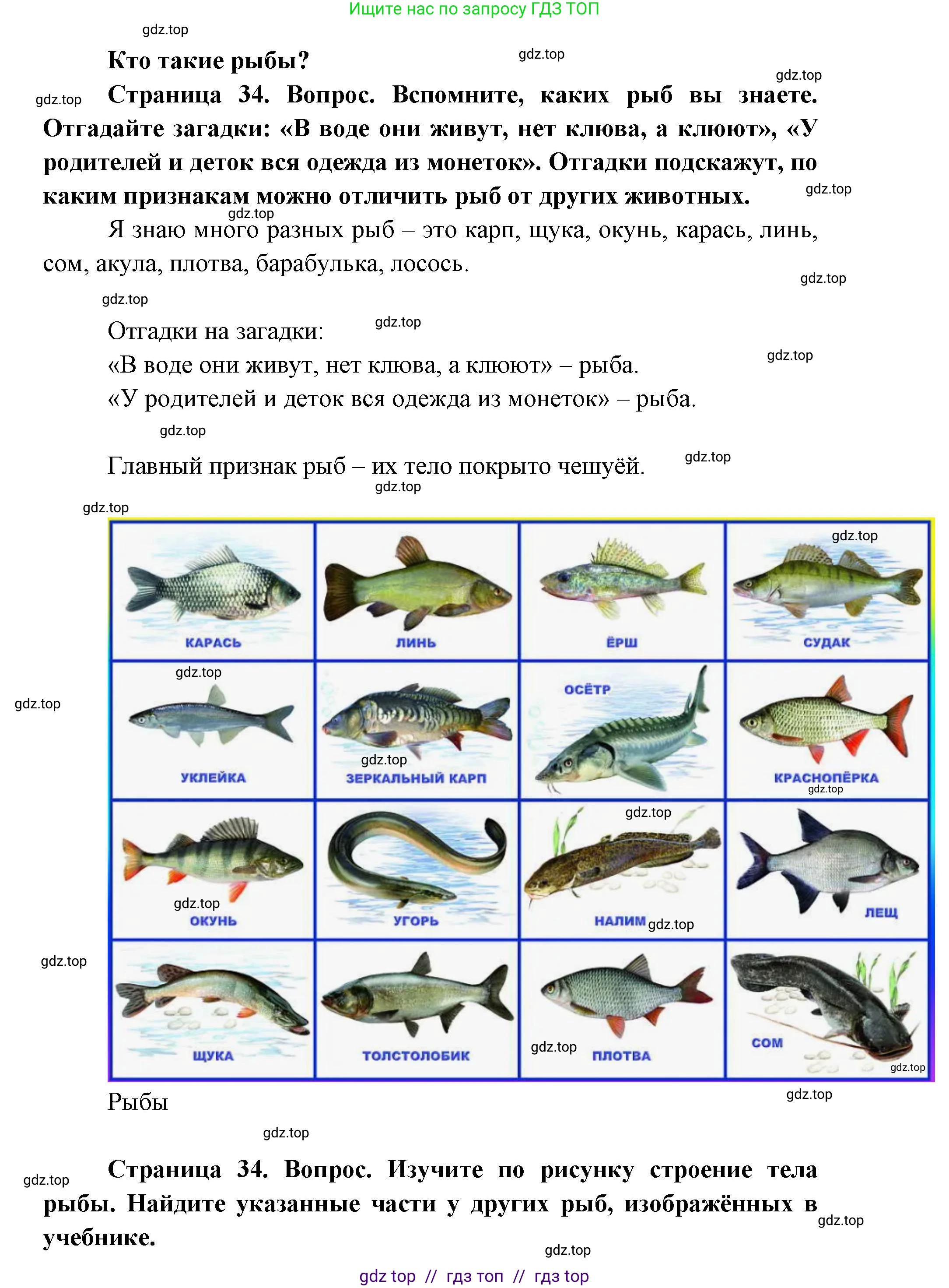 Окружающий мир, 1 класс Учебник, автор: Плешаков Андрей Анатольевич, издательство Просвещение, Москва, 2023, белого цвета, Часть 1, страница 34, Решение 2