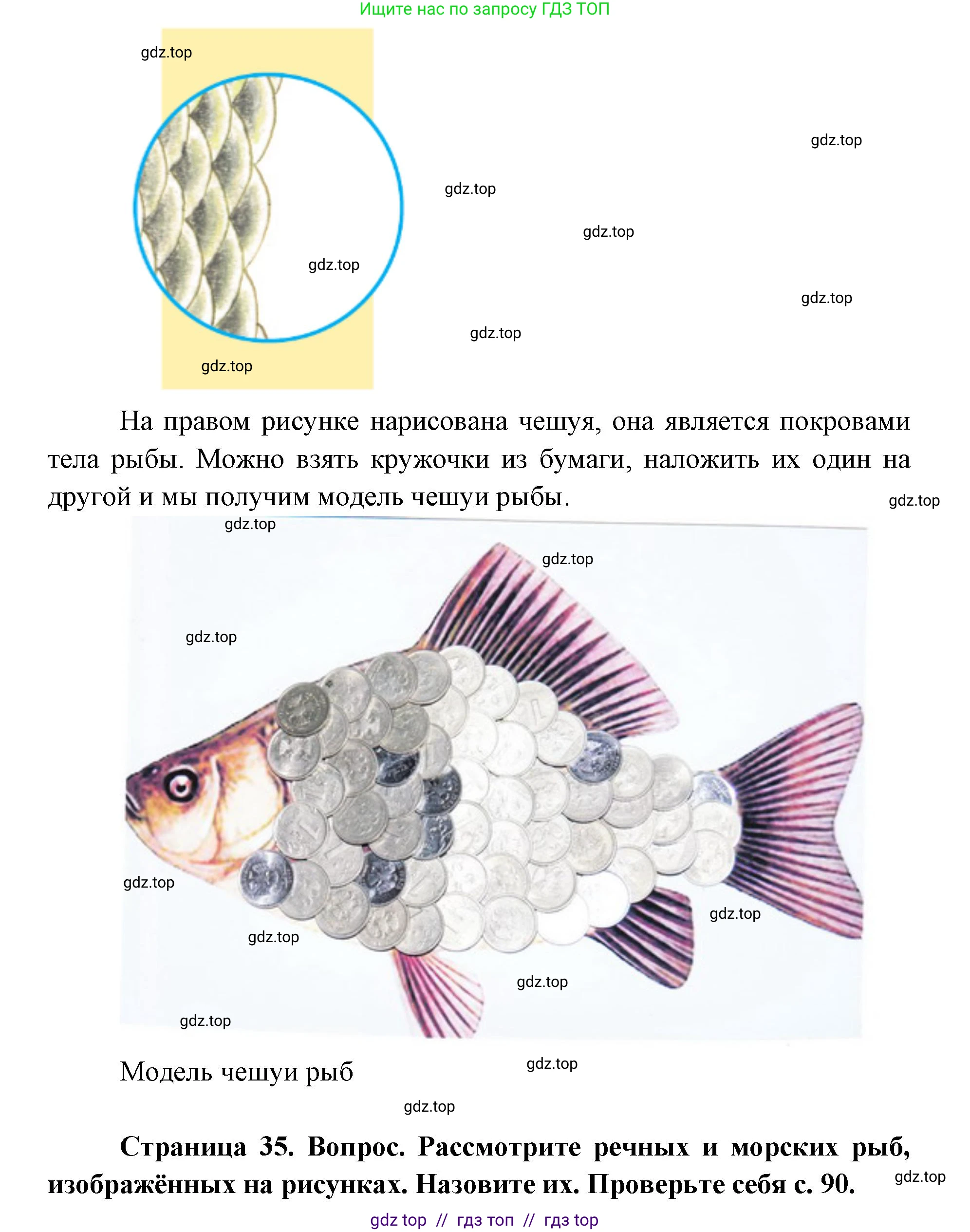 Окружающий мир, 1 класс Учебник, автор: Плешаков Андрей Анатольевич, издательство Просвещение, Москва, 2023, белого цвета, Часть 1, страница 34, Решение 2 (продолжение 3)