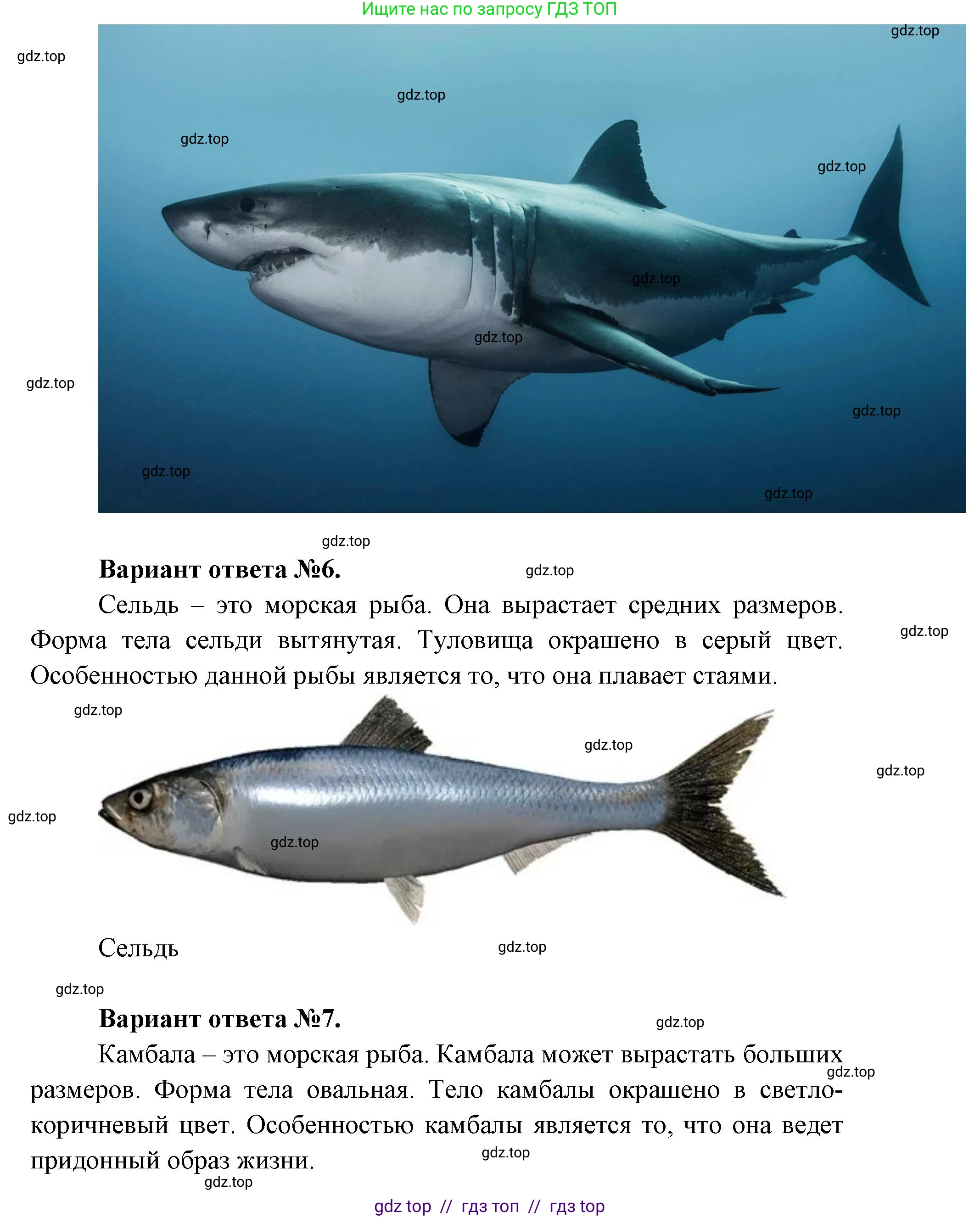 Окружающий мир, 1 класс Учебник, автор: Плешаков Андрей Анатольевич, издательство Просвещение, Москва, 2023, белого цвета, Часть 1, страница 34, Решение 2 (продолжение 7)