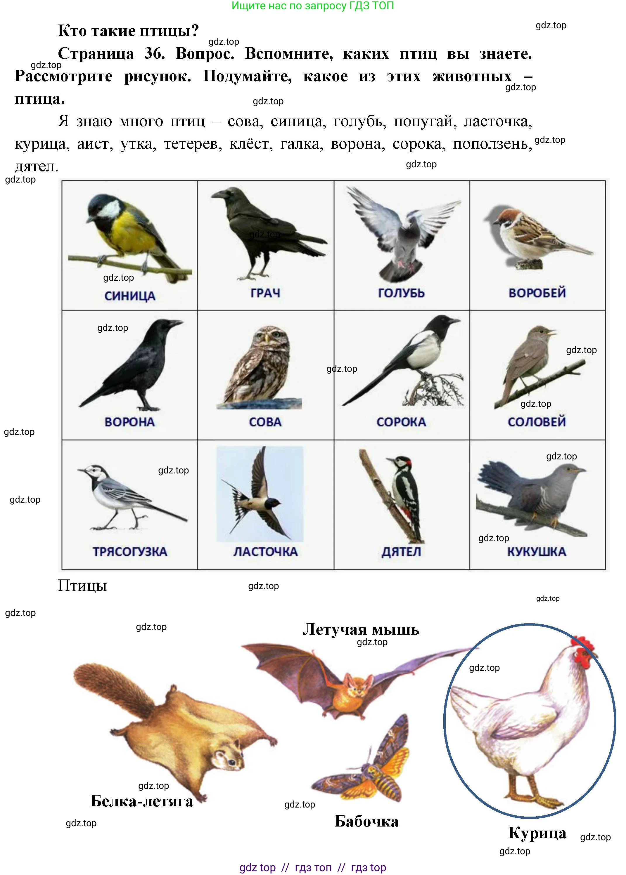 Окружающий мир, 1 класс Учебник, автор: Плешаков Андрей Анатольевич, издательство Просвещение, Москва, 2023, белого цвета, Часть 1, страница 36, Решение 2