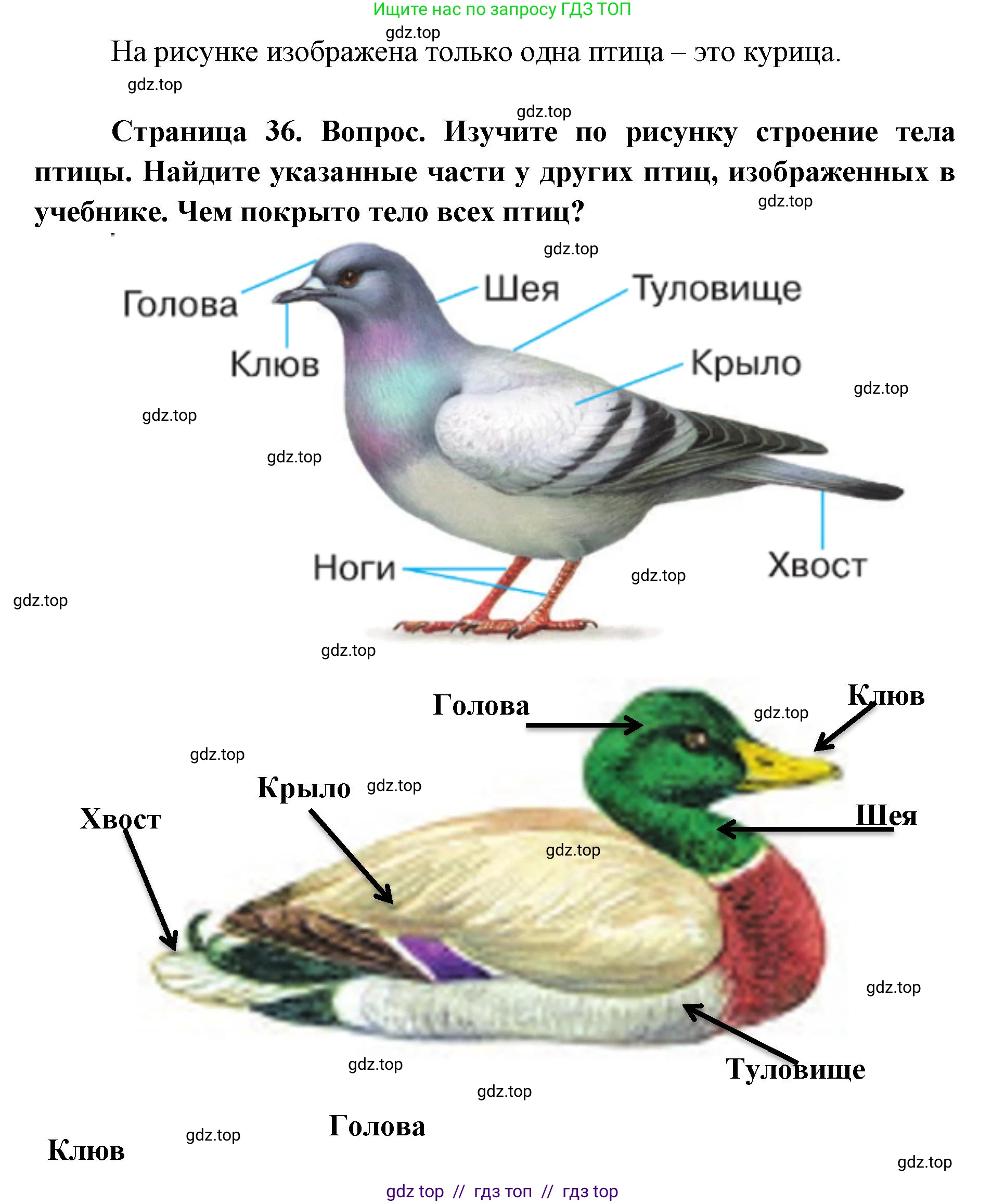 Окружающий мир, 1 класс Учебник, автор: Плешаков Андрей Анатольевич, издательство Просвещение, Москва, 2023, белого цвета, Часть 1, страница 36, Решение 2 (продолжение 2)