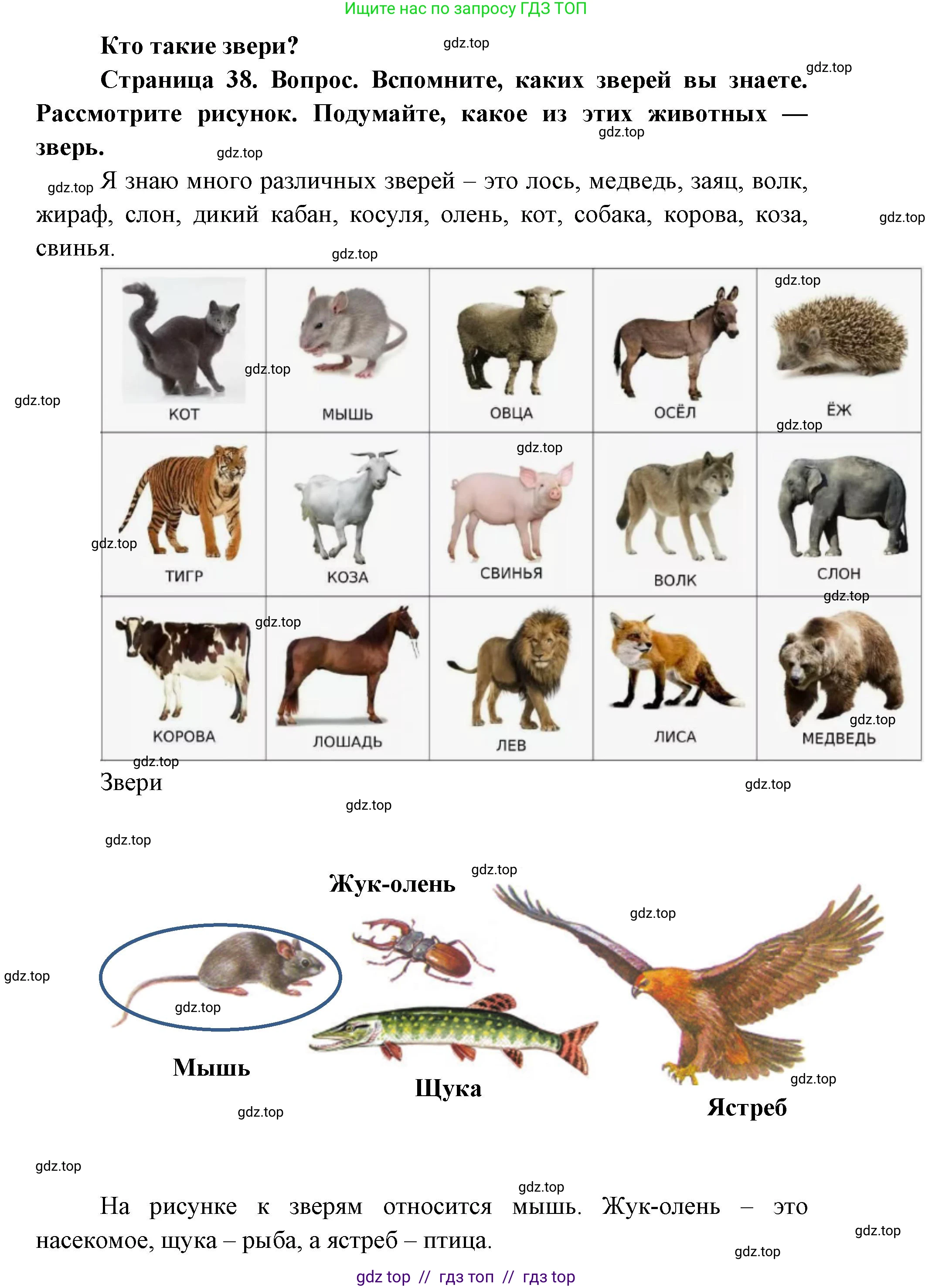 Окружающий мир, 1 класс Учебник, автор: Плешаков Андрей Анатольевич, издательство Просвещение, Москва, 2023, белого цвета, Часть 1, страница 38, Решение 2