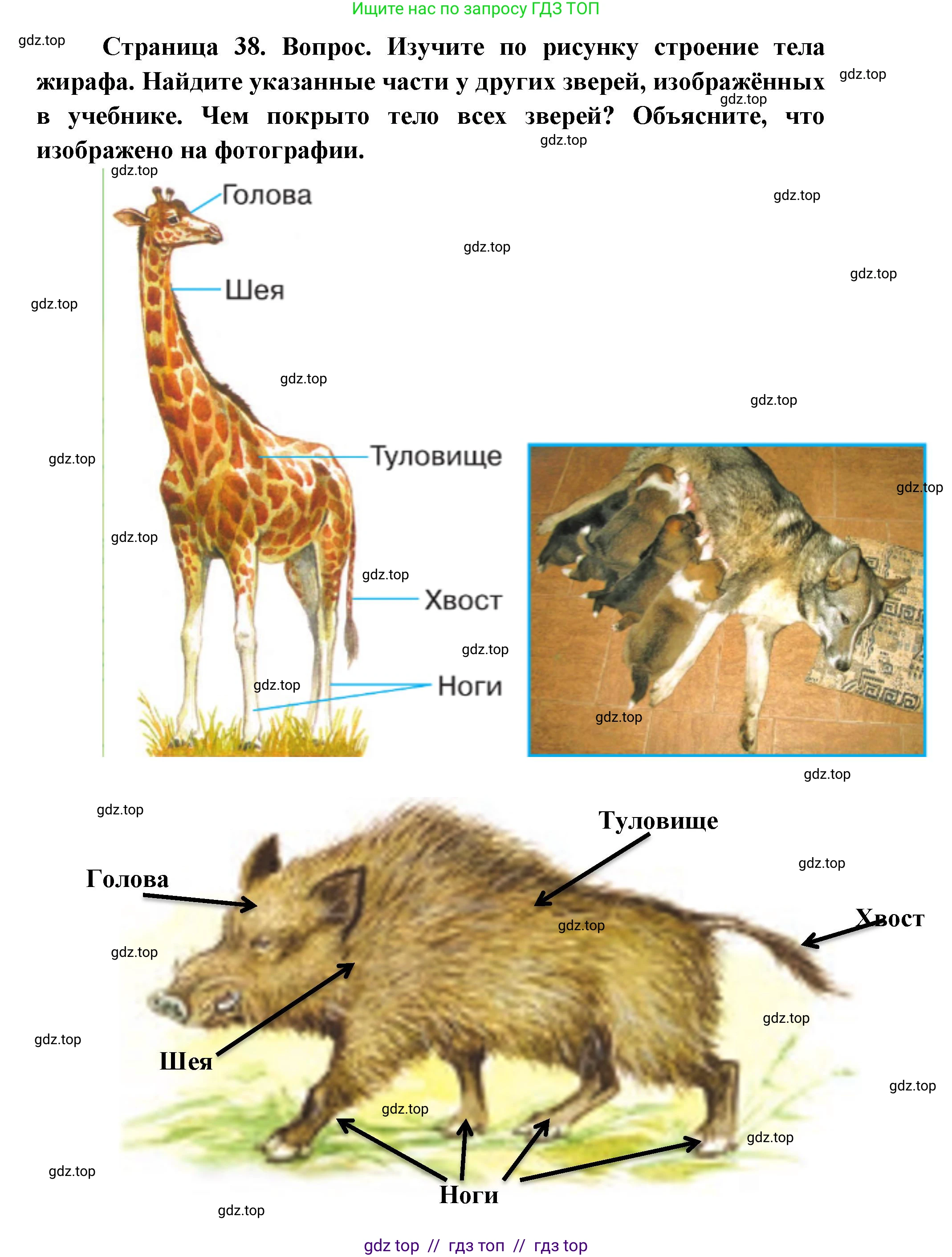 Окружающий мир, 1 класс Учебник, автор: Плешаков Андрей Анатольевич, издательство Просвещение, Москва, 2023, белого цвета, Часть 1, страница 38, Решение 2 (продолжение 2)
