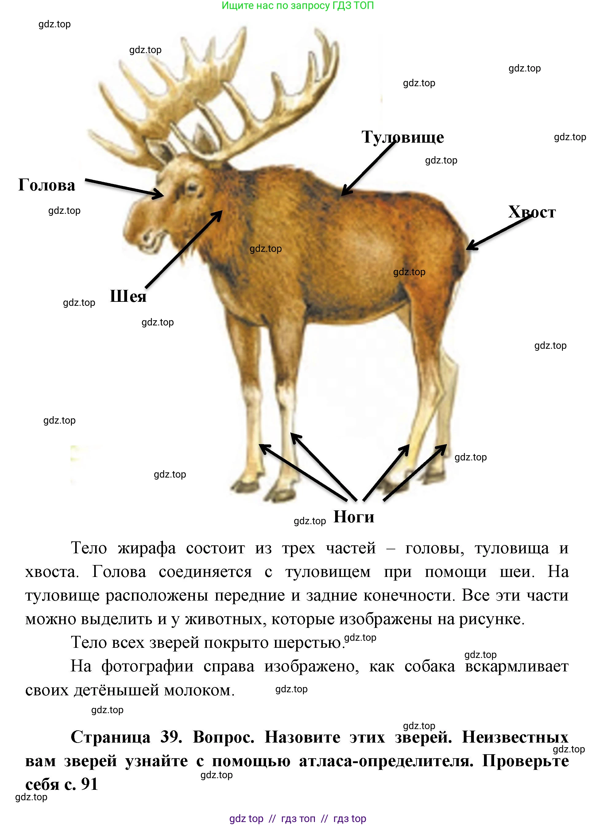 Окружающий мир, 1 класс Учебник, автор: Плешаков Андрей Анатольевич, издательство Просвещение, Москва, 2023, белого цвета, Часть 1, страница 38, Решение 2 (продолжение 3)