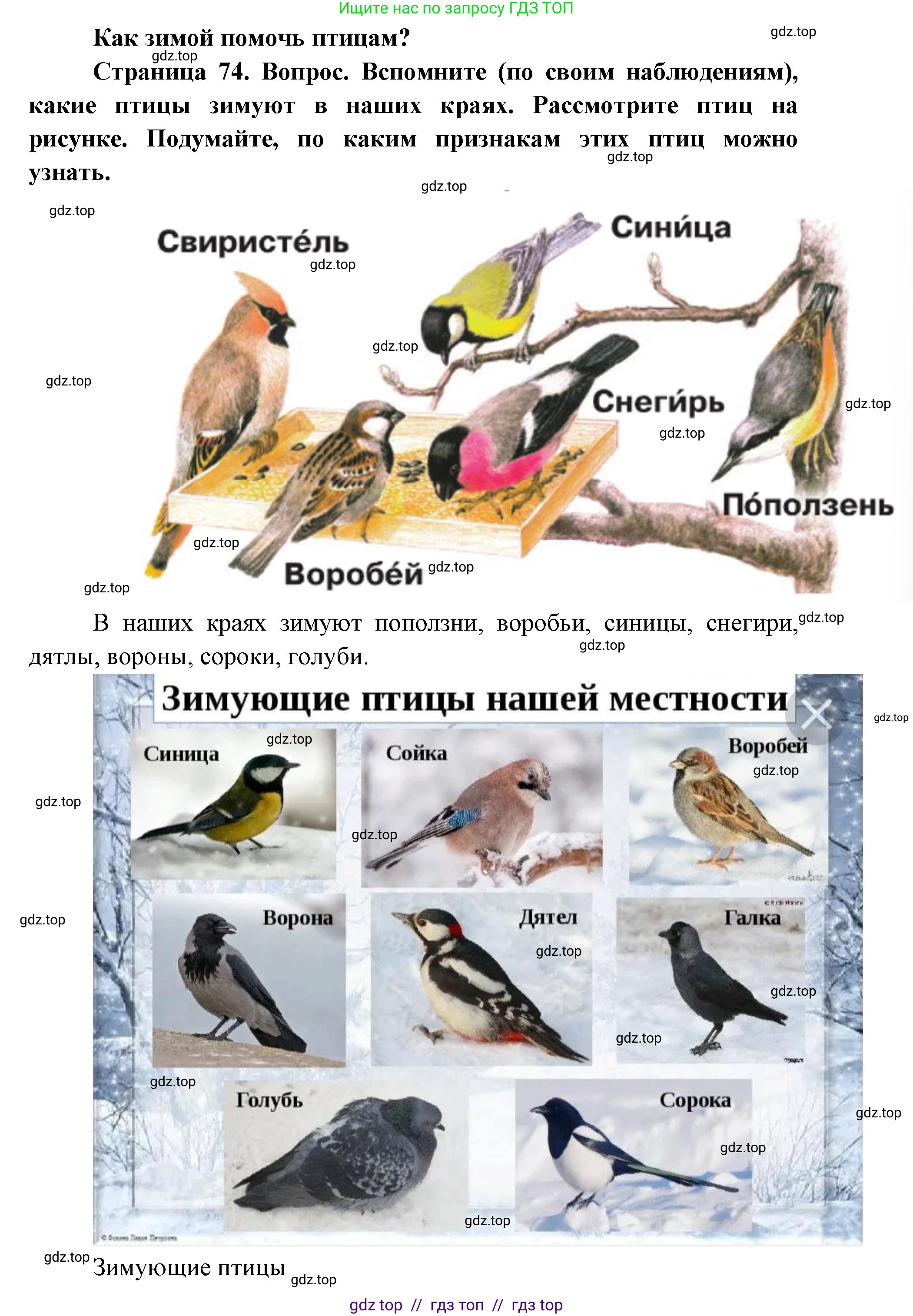 Окружающий мир, 1 класс Учебник, автор: Плешаков Андрей Анатольевич, издательство Просвещение, Москва, 2023, белого цвета, Часть 1, страница 74, Решение 2