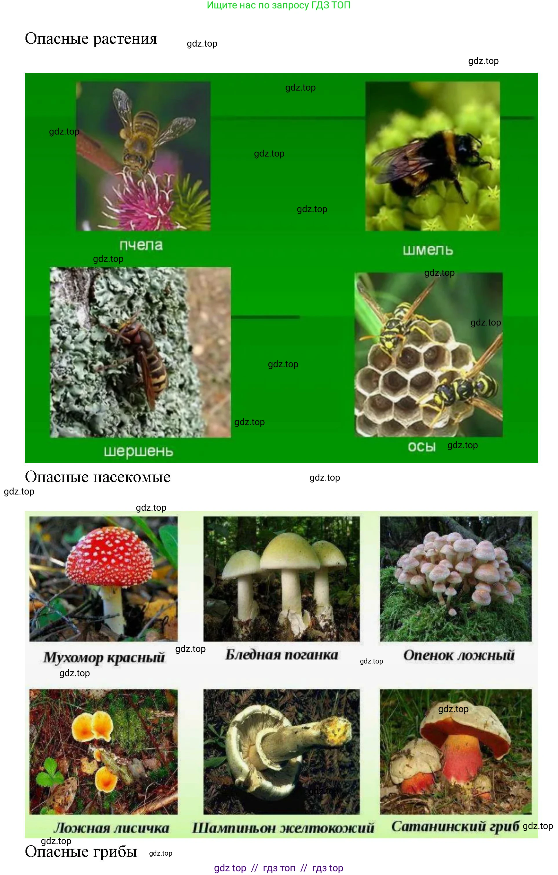 Окружающий мир, 1 класс Учебник, автор: Плешаков Андрей Анатольевич, издательство Просвещение, Москва, 2023, белого цвета, Часть 2, страница 46, Решение 2 (продолжение 6)