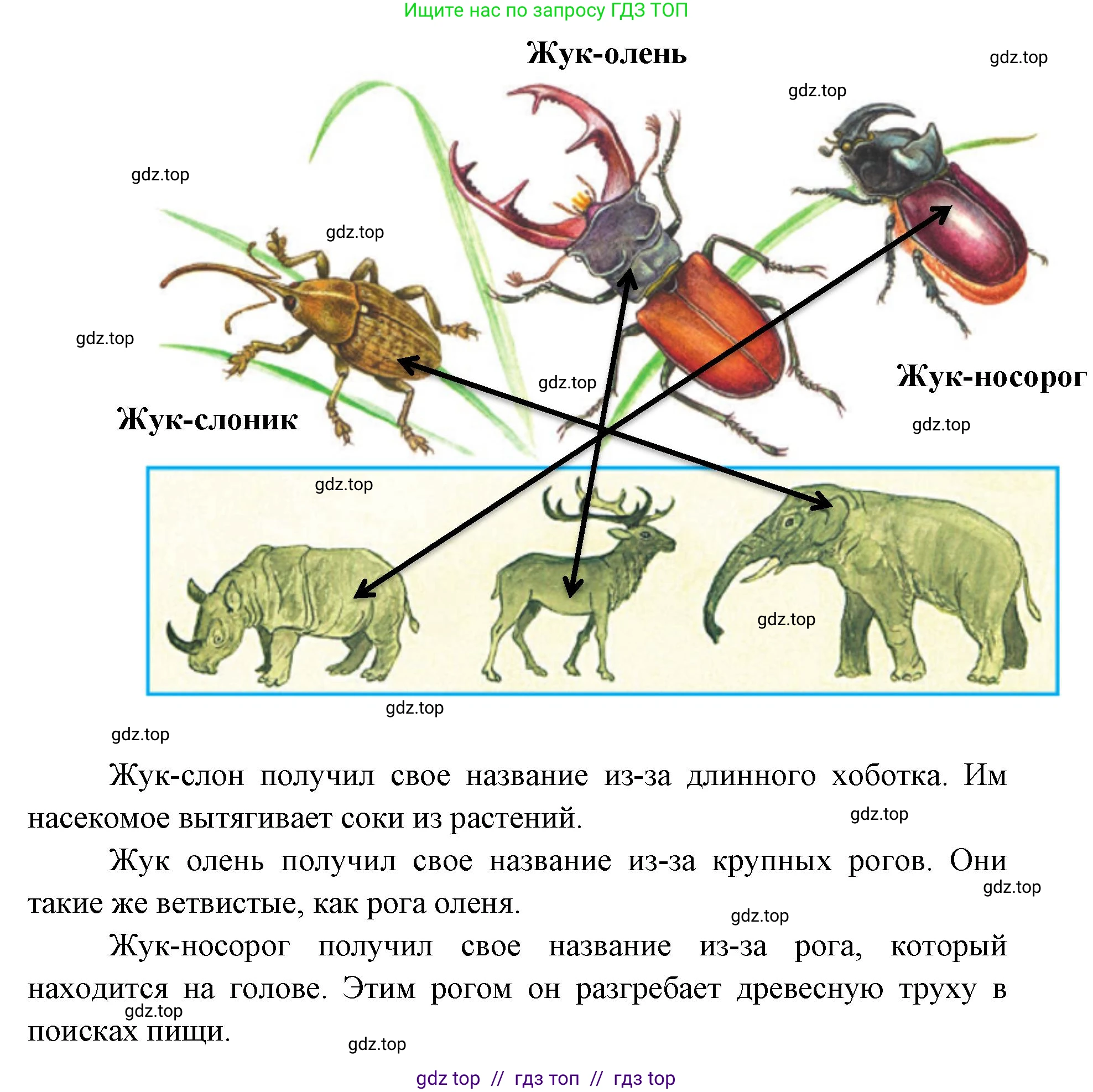 Окружающий мир, 1 класс Учебник, автор: Плешаков Андрей Анатольевич, издательство Просвещение, Москва, 2023, белого цвета, Часть 2, страница 74, Решение 2 (продолжение 3)