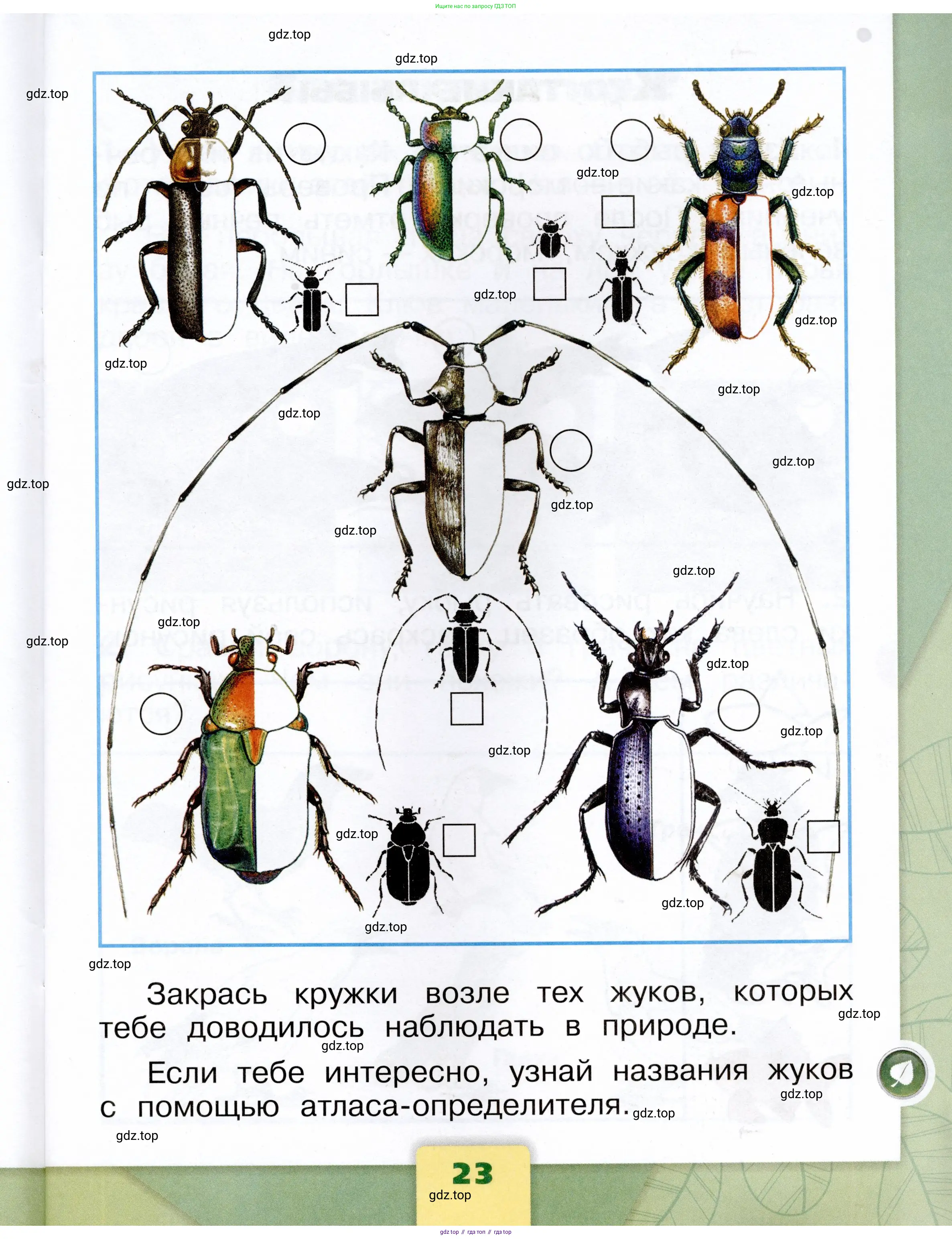 Окружающий мир, 1 класс рабочая тетрадь, автор: Плешаков Андрей Анатольевич, издательство Просвещение, Москва, 2023, белого цвета, Часть 2, страница 23