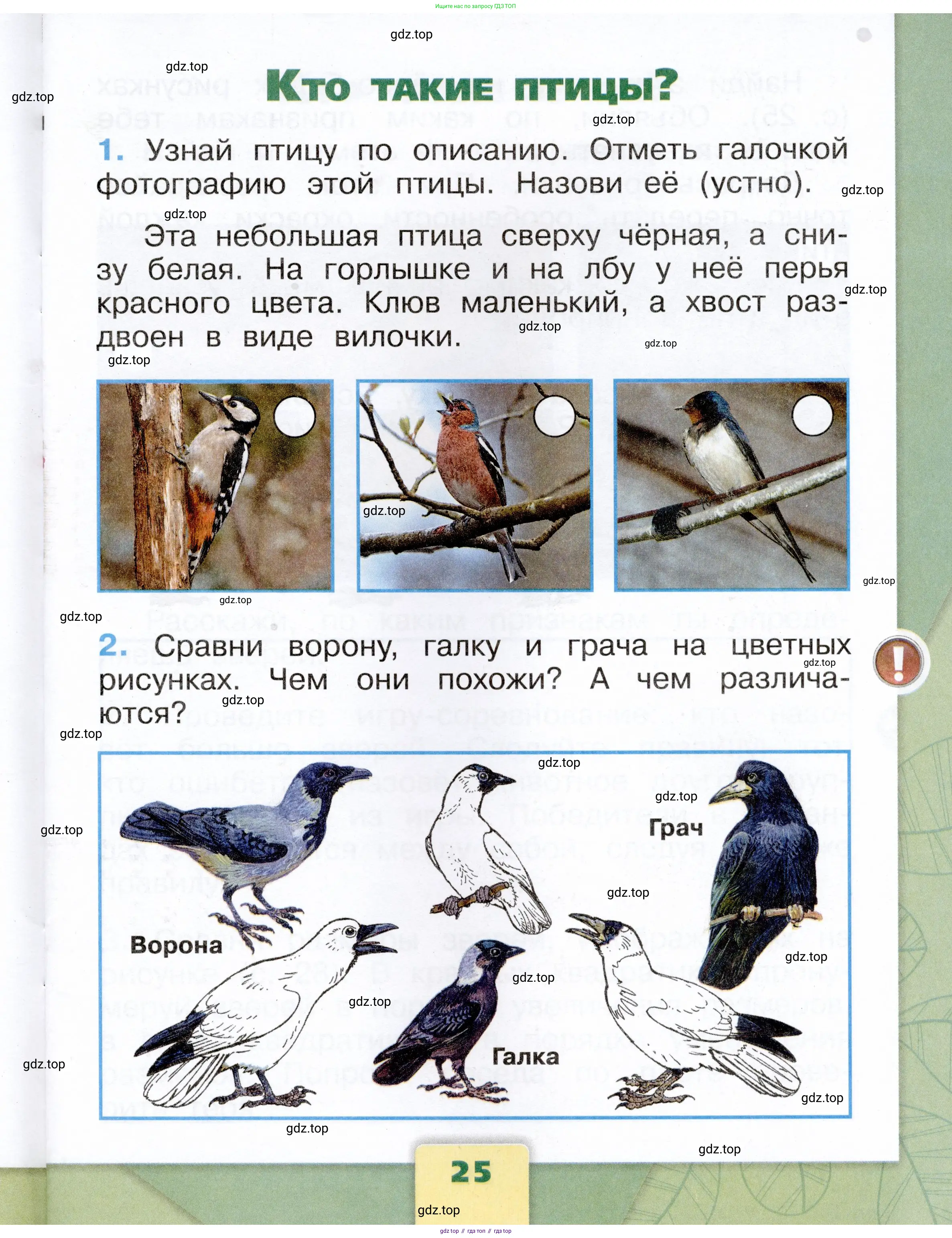 Окружающий мир, 1 класс рабочая тетрадь, автор: Плешаков Андрей Анатольевич, издательство Просвещение, Москва, 2023, белого цвета, Часть 1, страница 25