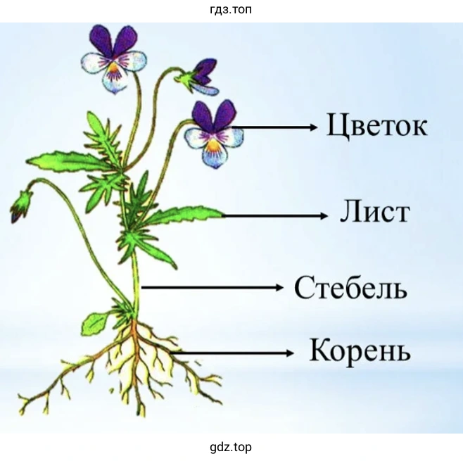 Нарисуйте растение, которое вы рассмотрели