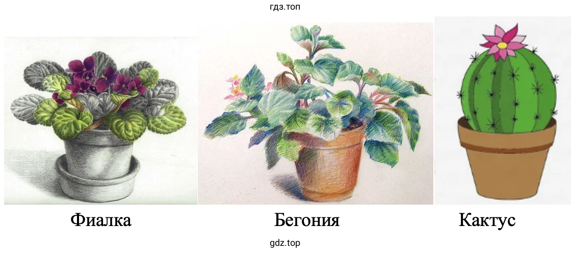 Фиалка Бегония Кактус