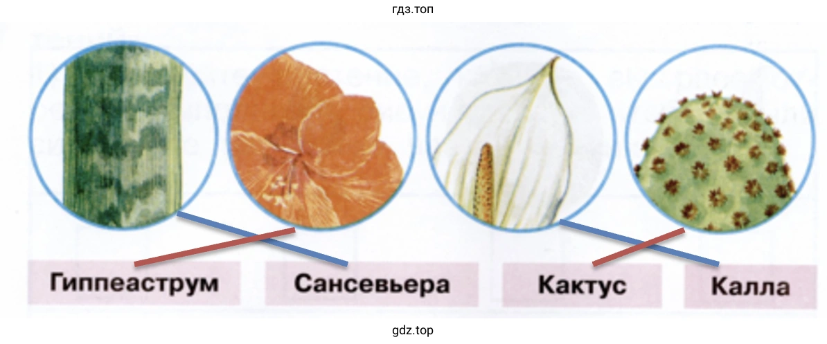 Гиппеаструм Сансевьера Кактус Калла