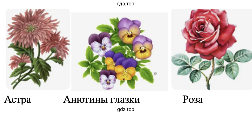 Астра Анютины глазки Роза