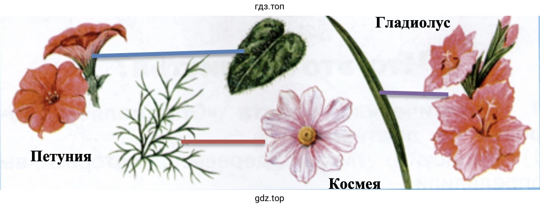 Гладиолус Петуния Космея
