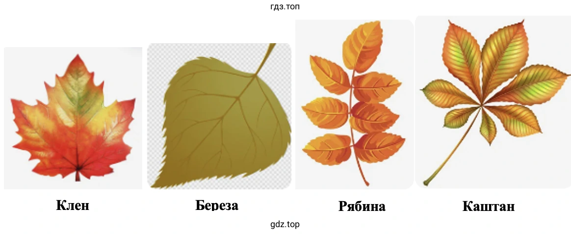Клен Береза Рябина Каштан