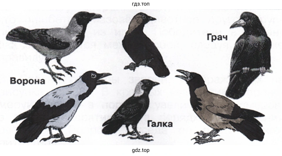 Сравни ворону, галку и грача