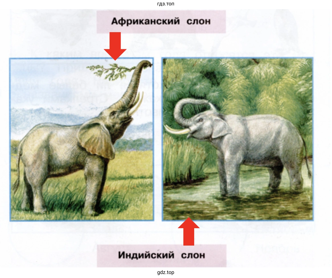 Определи, какой из этих слонов африканский, а какой — индийский