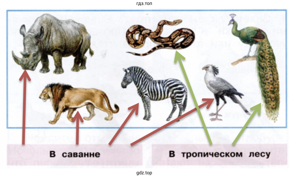 Укажи стрелками, где живут эти животные