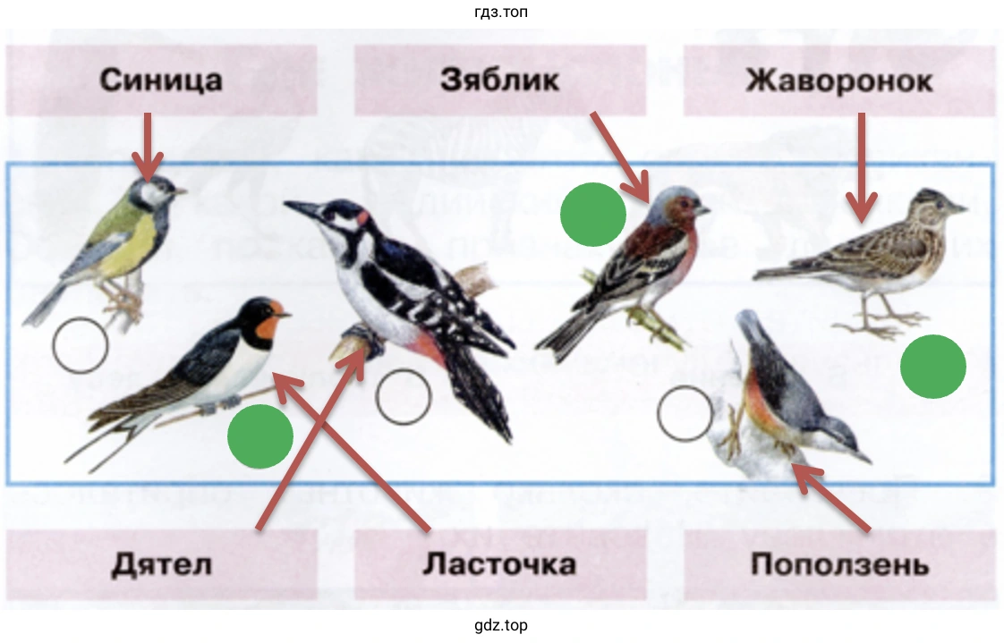Знаете ли вы этих птиц?