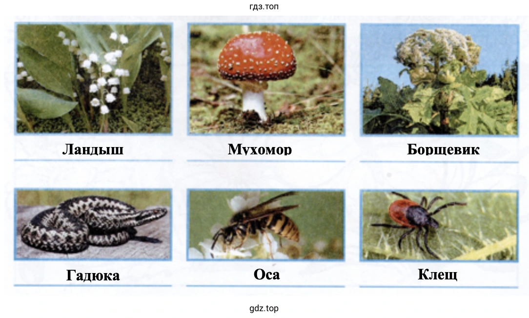 Ландыш Мухомор Борщевик Гадюка Оса Клещ
