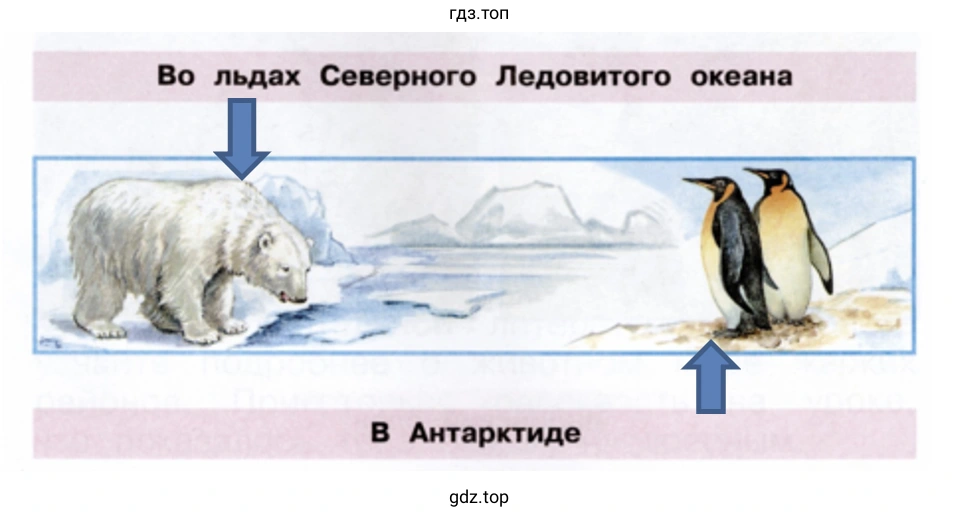 Стрелками укажите, где живут эти животные