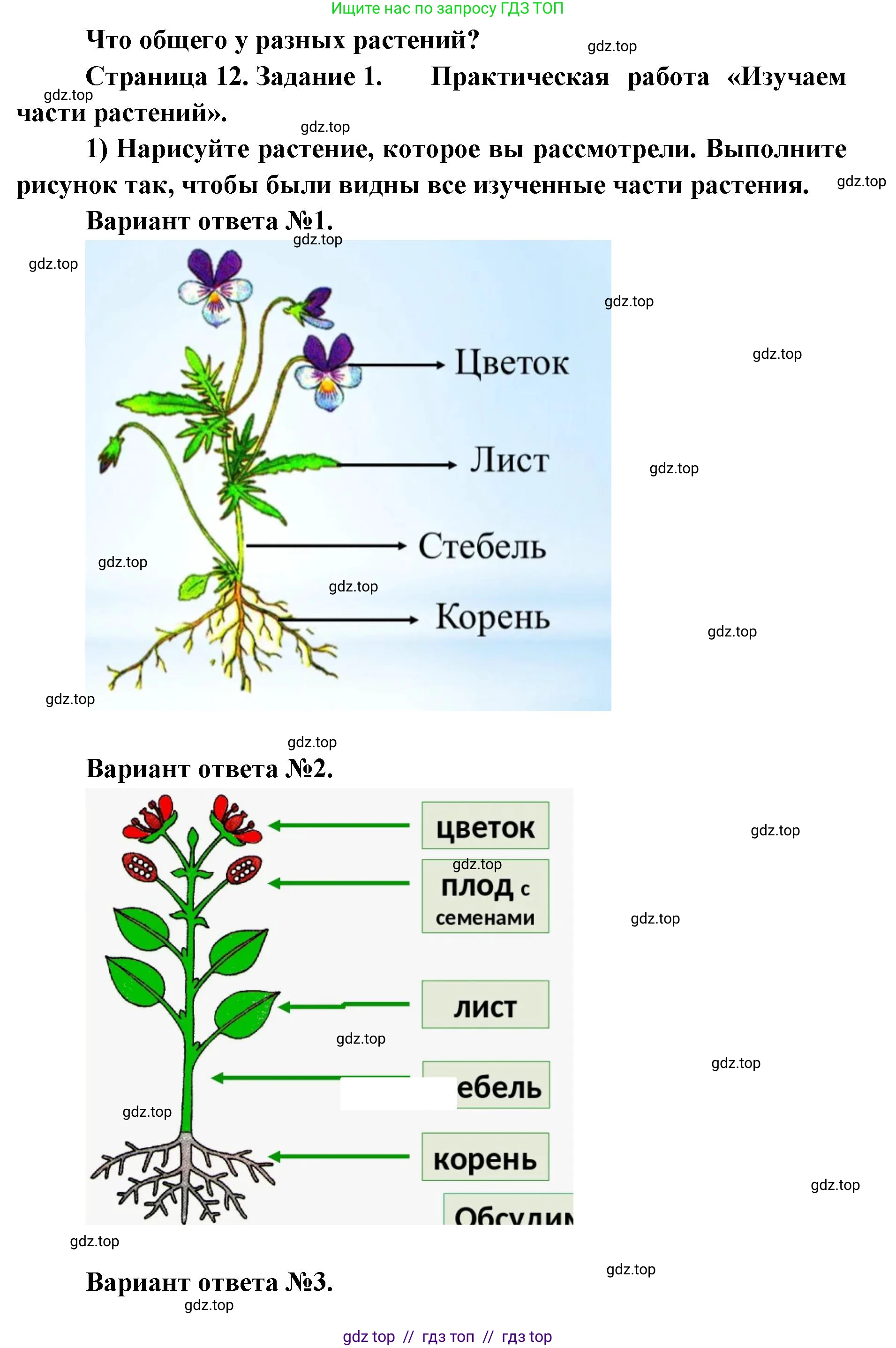 Окружающий мир, 1 класс рабочая тетрадь, автор: Плешаков Андрей Анатольевич, издательство Просвещение, Москва, 2023, белого цвета, Часть 1, страница 12, Решение 2