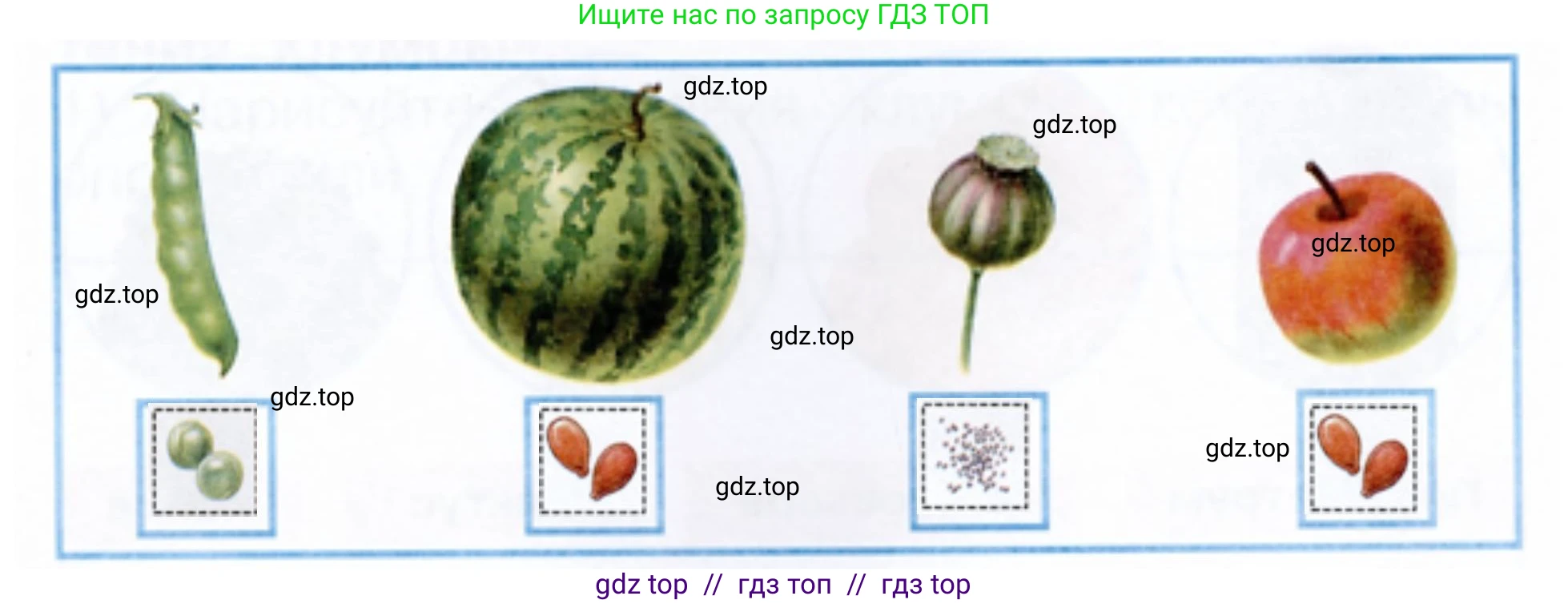 Окружающий мир, 1 класс рабочая тетрадь, автор: Плешаков Андрей Анатольевич, издательство Просвещение, Москва, 2023, белого цвета, Часть 1, страница 12, Решение 2 (продолжение 3)