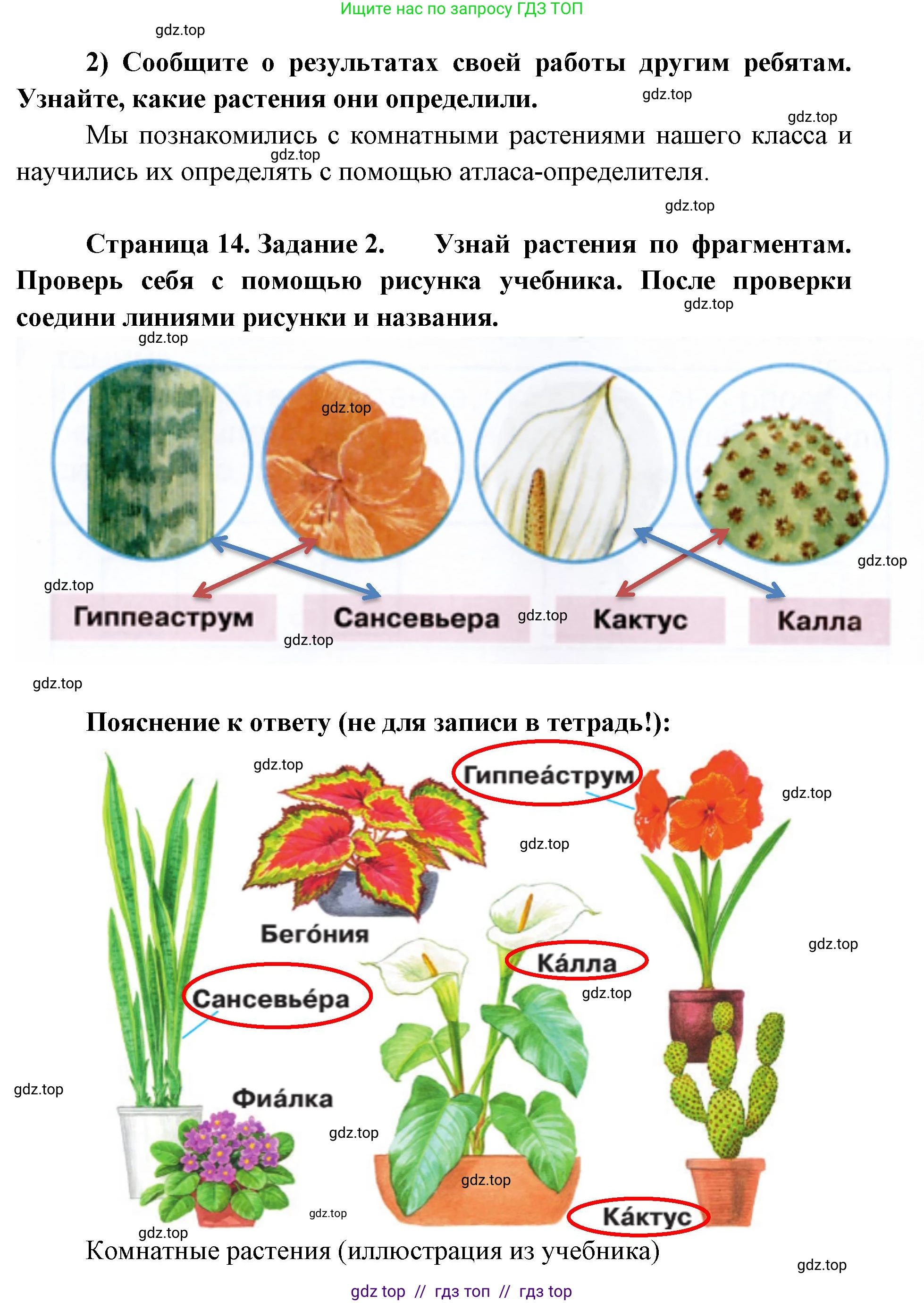 Окружающий мир, 1 класс рабочая тетрадь, автор: Плешаков Андрей Анатольевич, издательство Просвещение, Москва, 2023, белого цвета, Часть 1, страница 13, Решение 2 (продолжение 2)