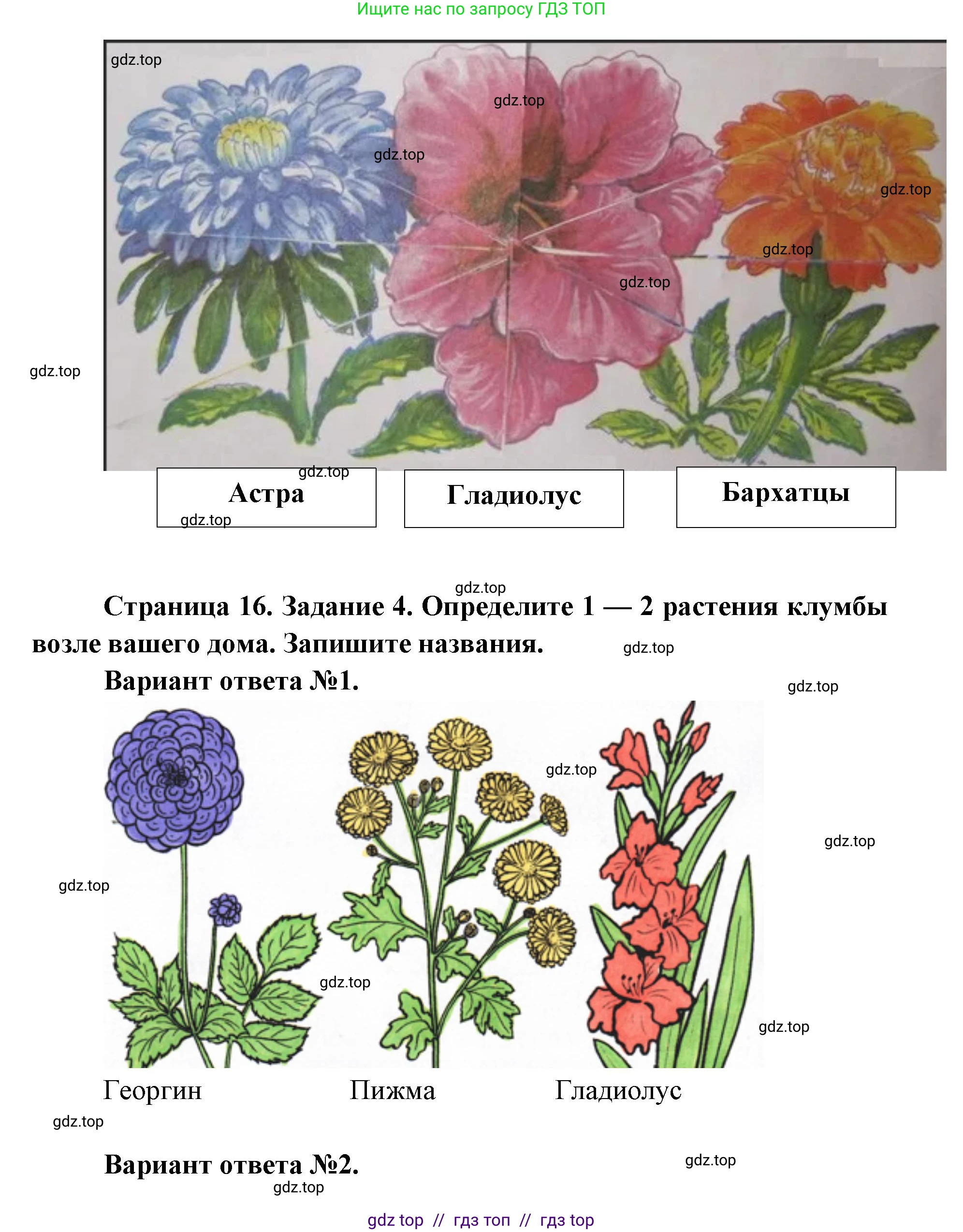 Окружающий мир, 1 класс рабочая тетрадь, автор: Плешаков Андрей Анатольевич, издательство Просвещение, Москва, 2023, белого цвета, Часть 1, страница 15, Решение 2 (продолжение 4)