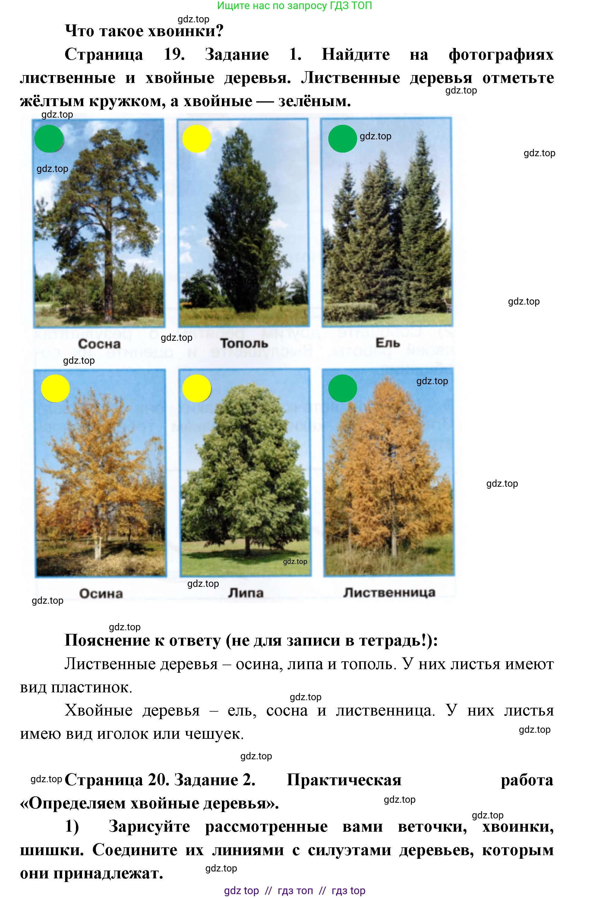 Окружающий мир, 1 класс рабочая тетрадь, автор: Плешаков Андрей Анатольевич, издательство Просвещение, Москва, 2023, белого цвета, Часть 1, страница 19, Решение 2