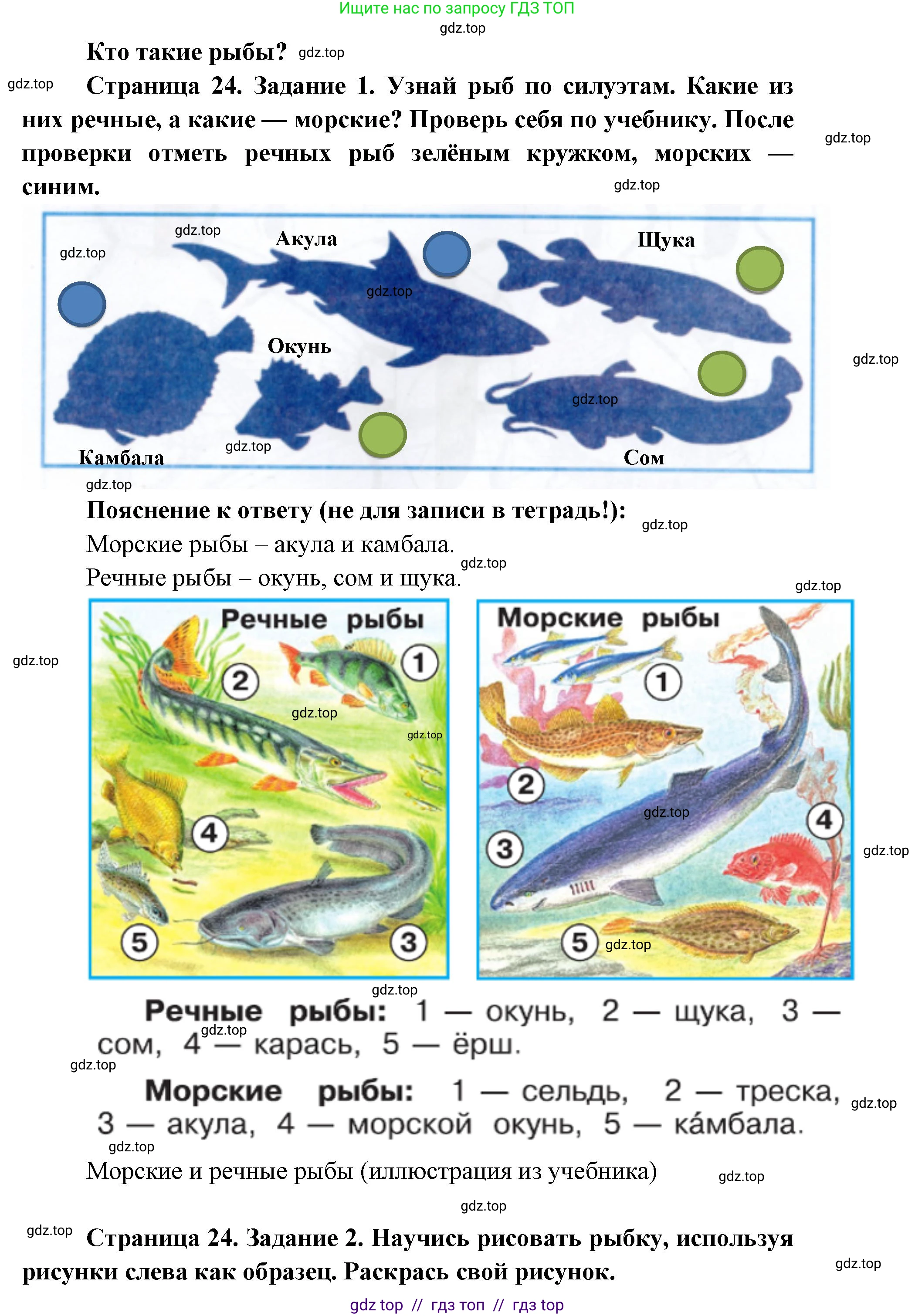 Окружающий мир, 1 класс рабочая тетрадь, автор: Плешаков Андрей Анатольевич, издательство Просвещение, Москва, 2023, белого цвета, Часть 1, страница 24, Решение 2