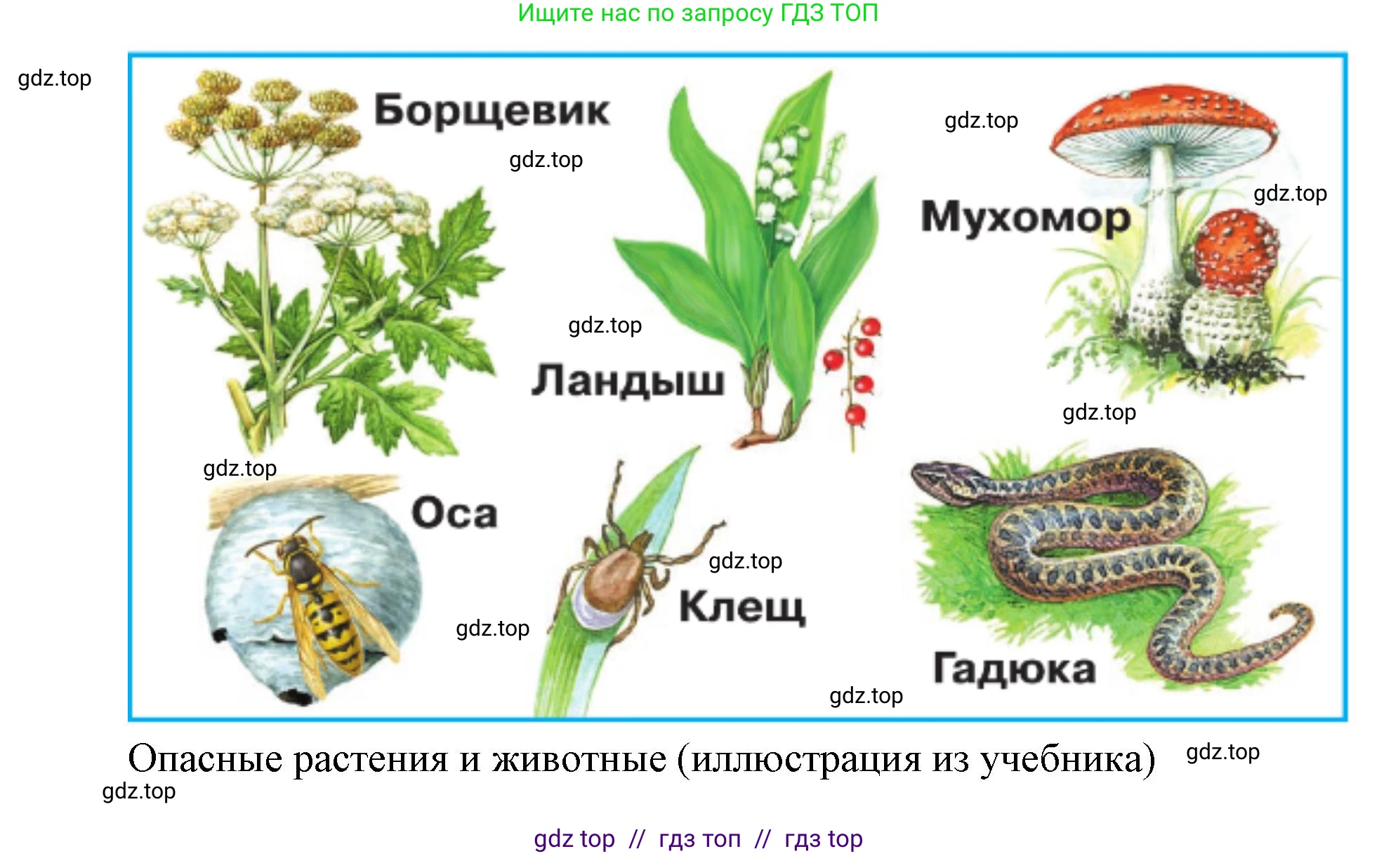Окружающий мир, 1 класс рабочая тетрадь, автор: Плешаков Андрей Анатольевич, издательство Просвещение, Москва, 2023, белого цвета, Часть 2, страница 32, Решение 2 (продолжение 3)
