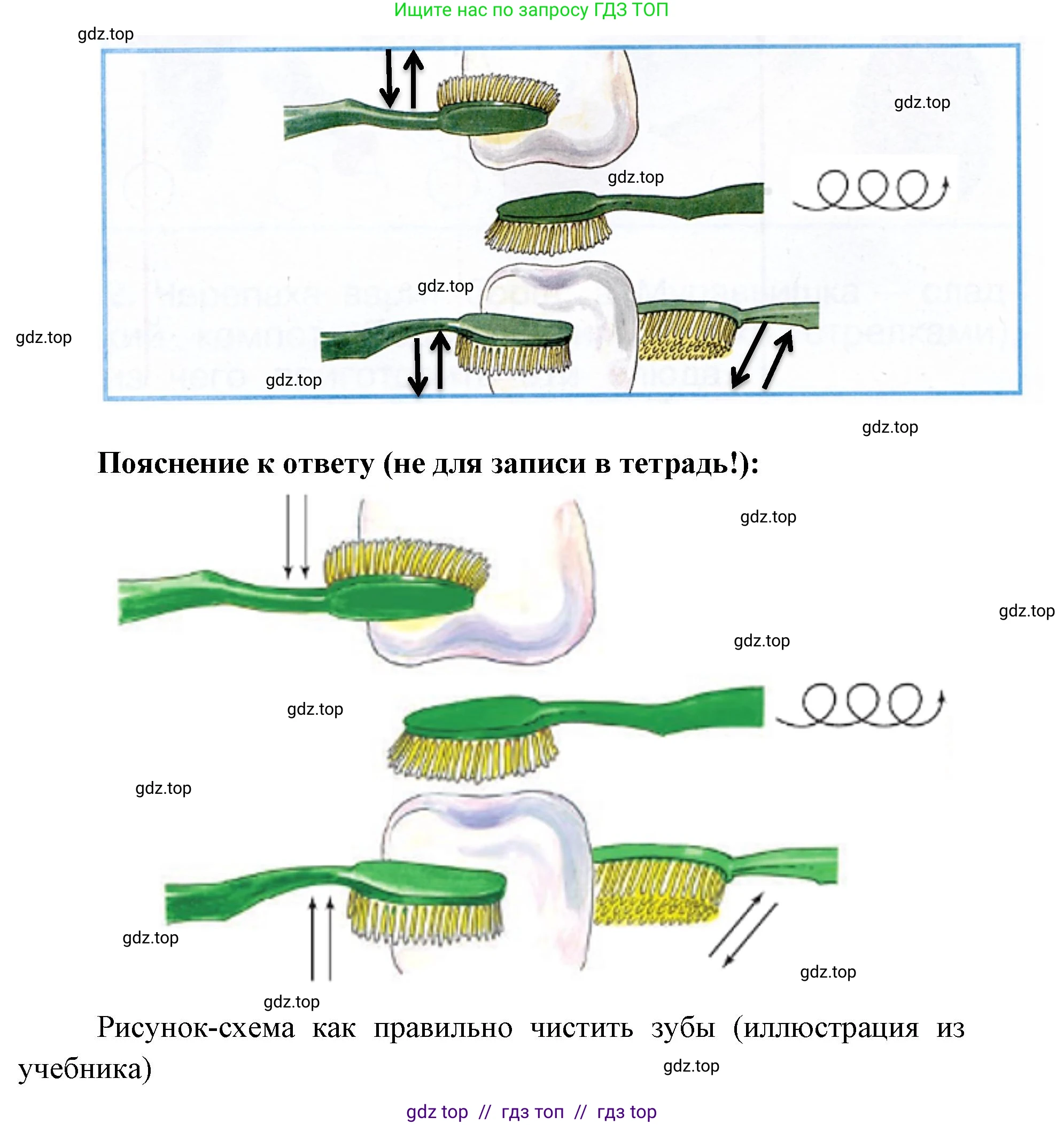 Окружающий мир, 1 класс рабочая тетрадь, автор: Плешаков Андрей Анатольевич, издательство Просвещение, Москва, 2023, белого цвета, Часть 2, страница 38, Решение 2 (продолжение 2)